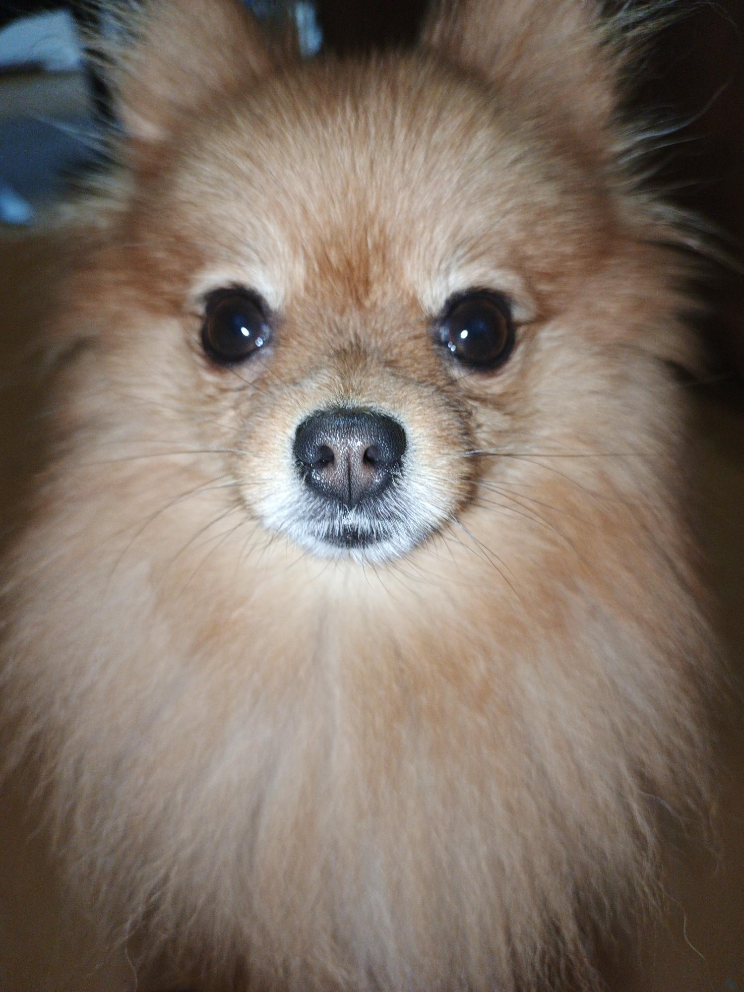 The image shows a close-up, head-on portrait of a Pomeranian dog. The dog has light brown fur, dark eyes with a slight reflection, and a black nose. The background is dark and out of focus, providing no discernible details about the location. There is no indication of Medvedyovka, Russia, or any other specific location within the image. The image exclusively features the dog's face and upper chest.