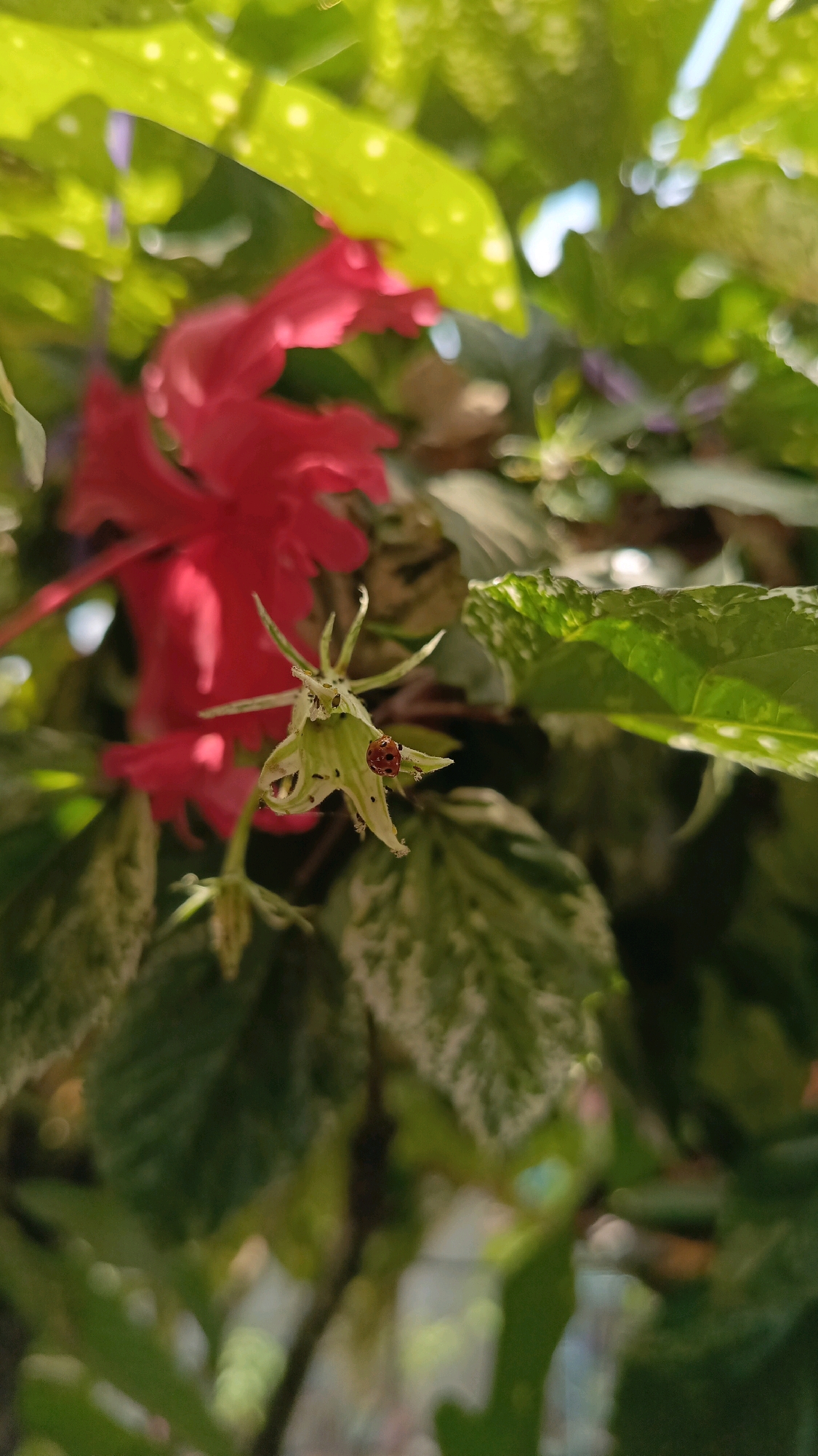 A close-up shot captures a ladybug on a small green flower bud, surrounded by lush green foliage and a blurred red hibiscus flower in the background. The scene appears to be in a garden in Kebumen, Indonesia, with the soft lighting suggesting it was taken during the day. The ladybug is small and reddish-orange with black spots, perched on one of the petals of the bud. The leaves around it are a vibrant green, with some showing lighter variegation. The red hibiscus is out of focus, adding a pop of color without distracting from the main subject. The overall impression is one of natural beauty and tranquility.