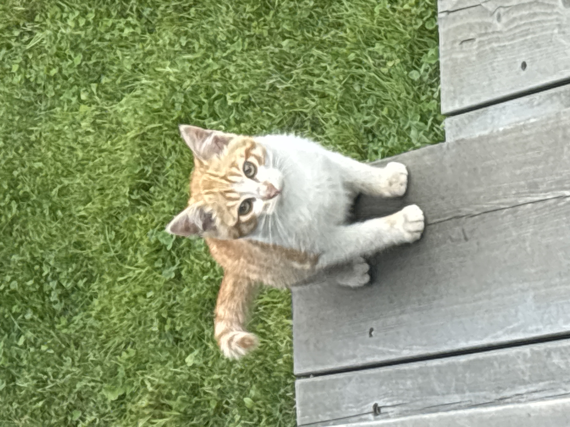 A ginger and white kitten is perched on a wooden deck, looking directly at the camera. The kitten has green eyes and distinctive orange tabby markings on its head and back. Its tail is curled upwards and has striped rings. The background consists of lush green grass. The scene appears to be outdoors in a natural setting, possibly a backyard. There is no information in the image that suggests a specific location in Zvenigorod, Russia.
