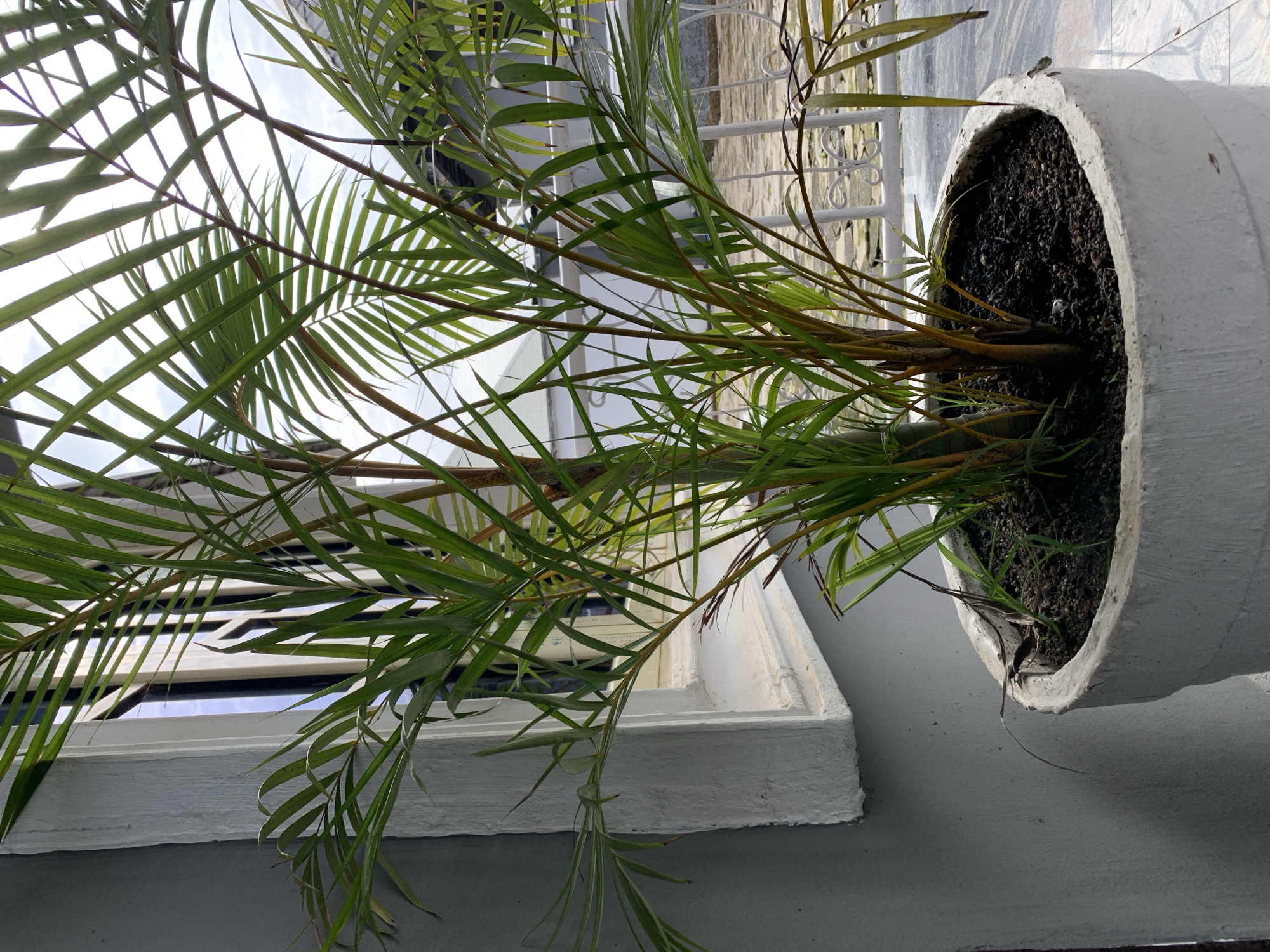 A potted palm tree with thin, green fronds and brown stalks stands on a tiled floor next to a gray wall and a white window frame. The tree is in a large, rough-textured, white pot filled with dark soil. In the background, a white decorative railing is visible, and beyond that, the sky appears overcast. The scene is likely outdoors or in a sunroom, given the natural light. The location is identified as Gura Top, Nigeria.