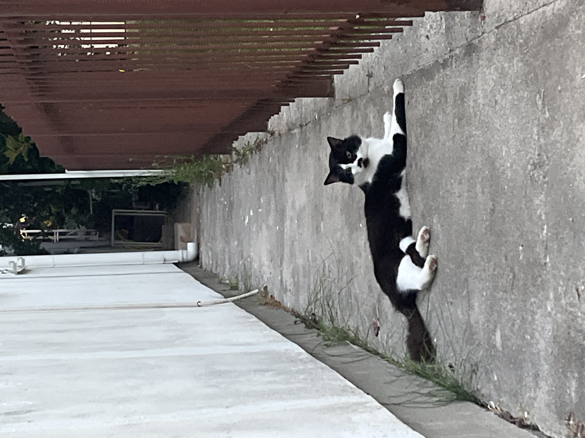 A black and white cat is lying on a concrete walkway. The cat is facing forward and looking at the camera. Its body is mostly black with white markings on its chest, paws, and face. A brown fence runs along the right side of the walkway, and a white wall runs along the left. The scene appears to be in an outdoor urban setting, possibly in Budva, Montenegro, given the architectural style of the white wall and the presence of a fence. The walkway is narrow and seems to lead between buildings or along a property line.