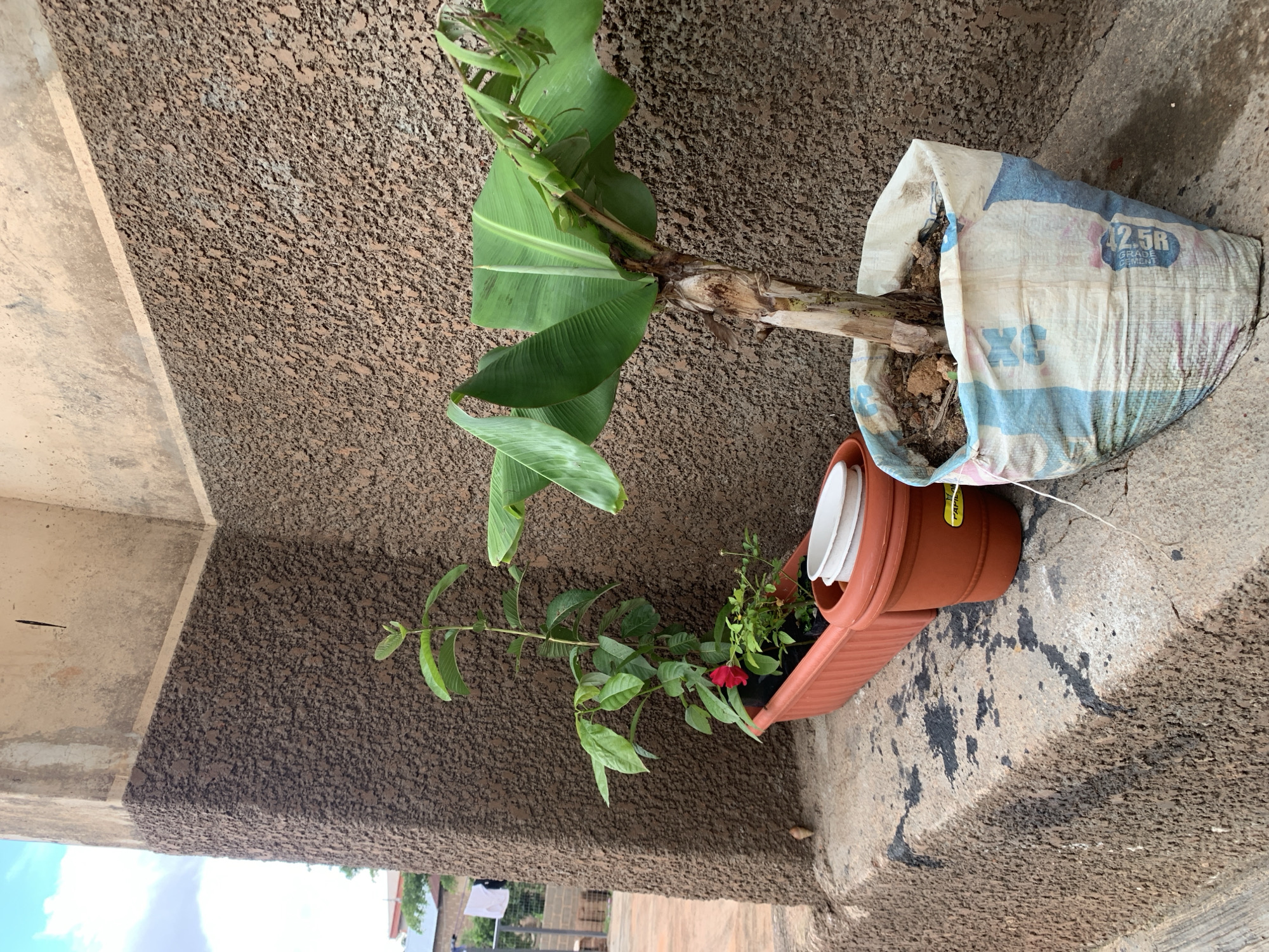 In a scene set in an urban environment with a textured brown stucco wall and a pale beige upper section, three potted plants are arranged on a concrete ledge. To the left, a tall, slender plant with multiple green leaves and a single red flower sits in an elongated orange planter. Adjacent to it, a shorter plant with smaller green leaves is also in the same planter. To the right, a banana plant with large, broad green leaves is planted in a large, white and blue striped bag. The bag appears to be made of recycled material, possibly a feed or cement sack, and is filled with soil. The concrete ledge shows dark stains and patches. In the background, a sliver of a blue sky with clouds is visible, along with glimpses of buildings and laundry hanging on a clothesline. The overall impression is one of urban horticulture, with plants growing in repurposed containers.