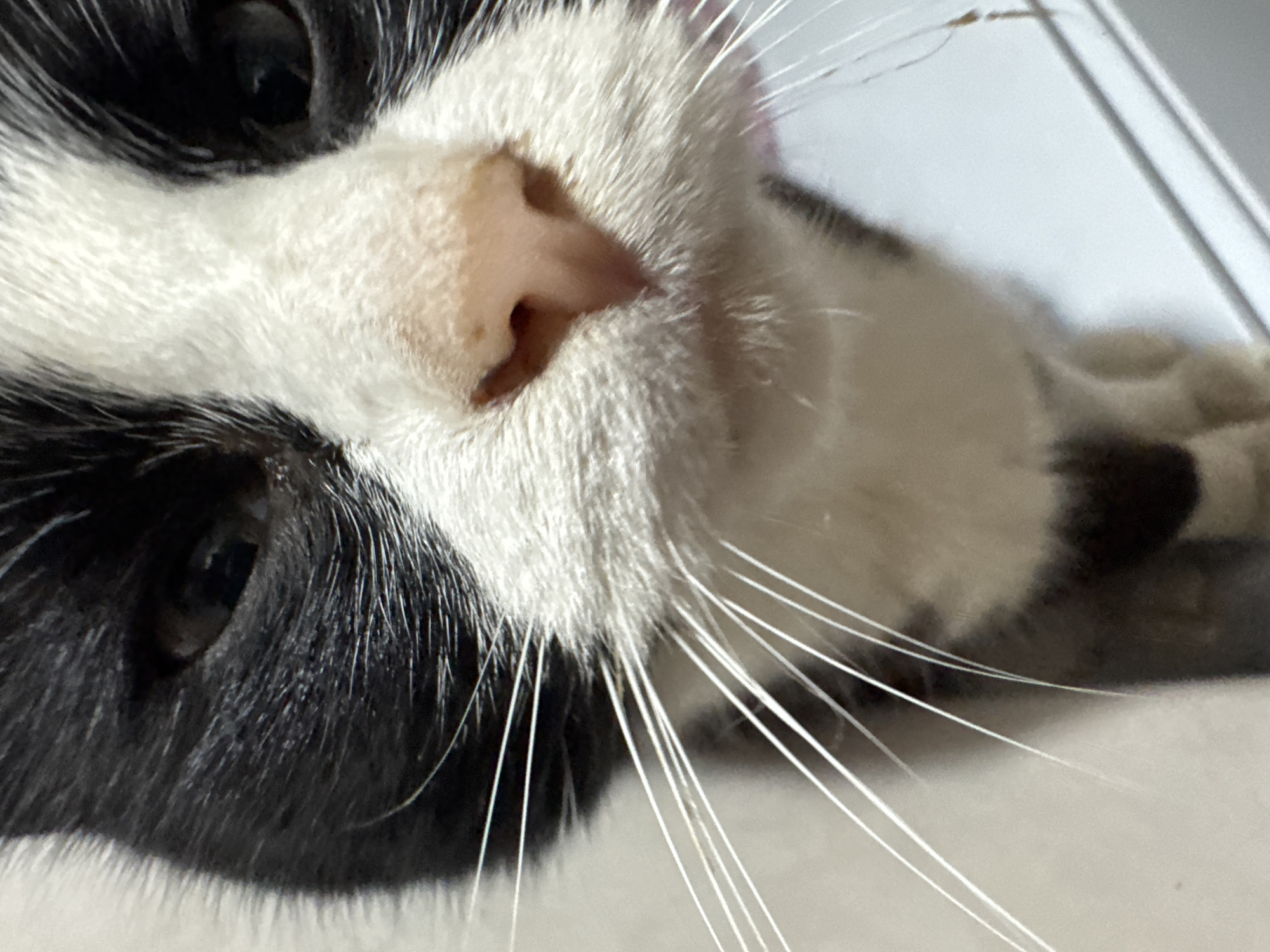 A close-up, head-on shot captures the face of a black and white domestic cat. The cat's nose, a soft pink, is prominent in the center of the frame, surrounded by white fur and long, white whiskers. Dark fur covers the cat's ears and patches of its face, contrasting with the white fur on its cheeks and forehead. The cat's eyes are visible, dark and partially obscured by its fur. The background is out of focus, appearing as a light-colored, possibly white or light gray surface, with faint lines suggesting a structured environment, such as a shelf or table. There are no people present, and no discernible city or location within Добровское сельское поселение, Ukraine can be identified from the image. The image focuses entirely on the cat's facial features.