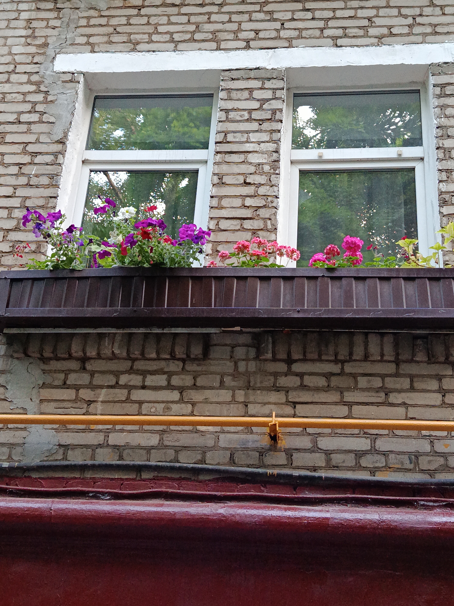 This is a vertical, eye-level, full shot of a brick building with two windows and a flower box. The building is made of light-colored bricks, with some areas of greyish concrete repair work visible. The windows have white frames and are divided into two panes each. In front of the windows is a dark brown, metal flower box filled with a variety of blooming flowers, including pink, purple, and white petunias, as well as some red flowers. The flowers create a vibrant contrast against the muted tones of the brick and the windows. Below the flower box, there is a dark brown metal overhang. Further down, a bright yellow pipe runs horizontally across the brick wall, secured by a bracket. Below the yellow pipe is a black pipe, and beneath that is a dark red, rounded pipe. The reflections in the windows show green trees and foliage. The overall scene depicts a section of an urban building facade, decorated with flowers.