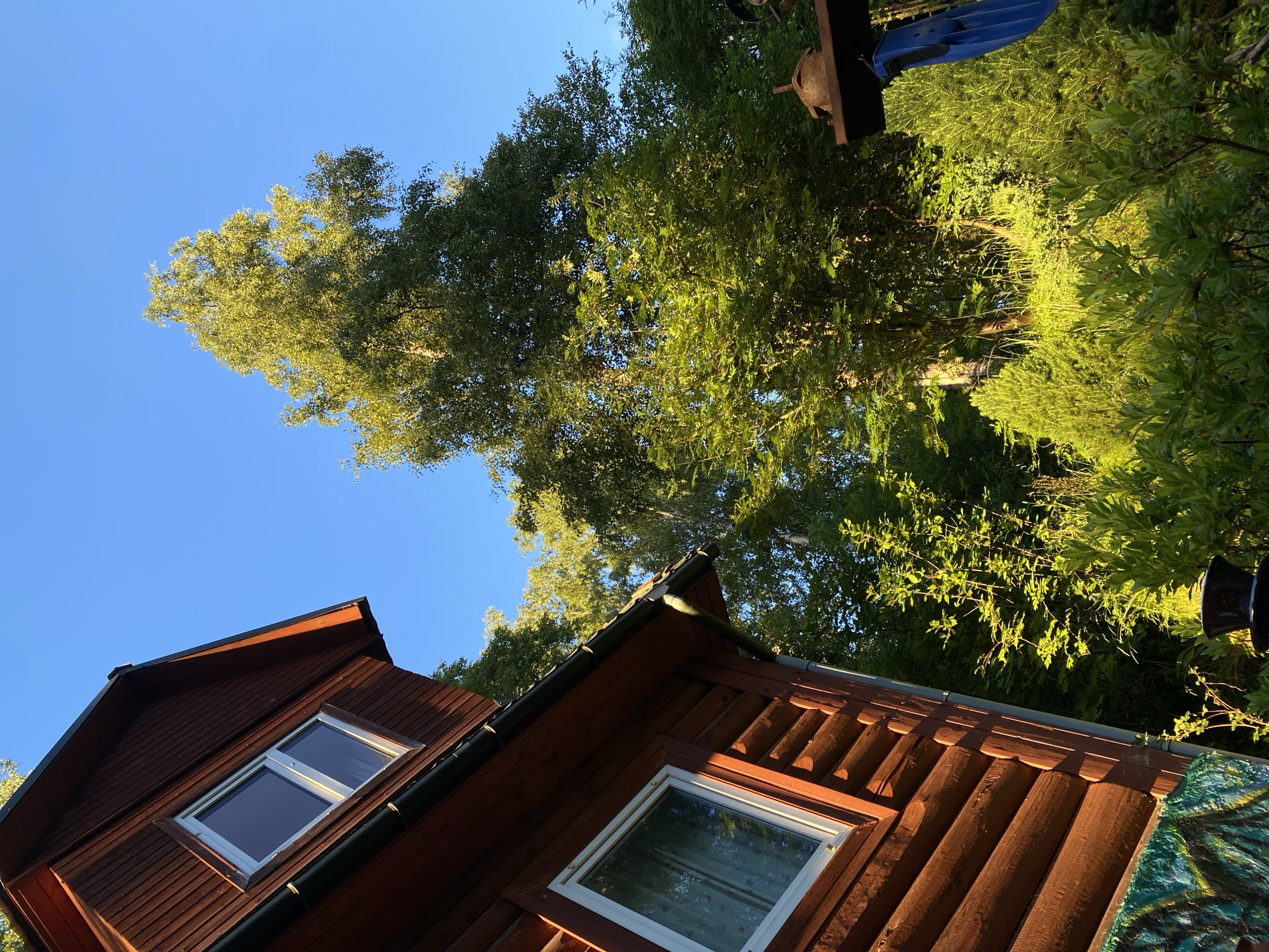 The image depicts a wooden house in Voeikovo, Russia, seen from a low-angle perspective. The house, with its brown, log-style construction, features visible windows. A prominent birch tree with bright green foliage stands tall against a clear blue sky, illuminated by the sun. Dense green bushes and smaller trees surround the base of the house and the birch tree, creating a lush, natural setting. The sunlight casts a warm glow on the vegetation and the side of the house. Part of what appears to be a decorative element or structure is visible in the lower right corner, with a blue object attached.