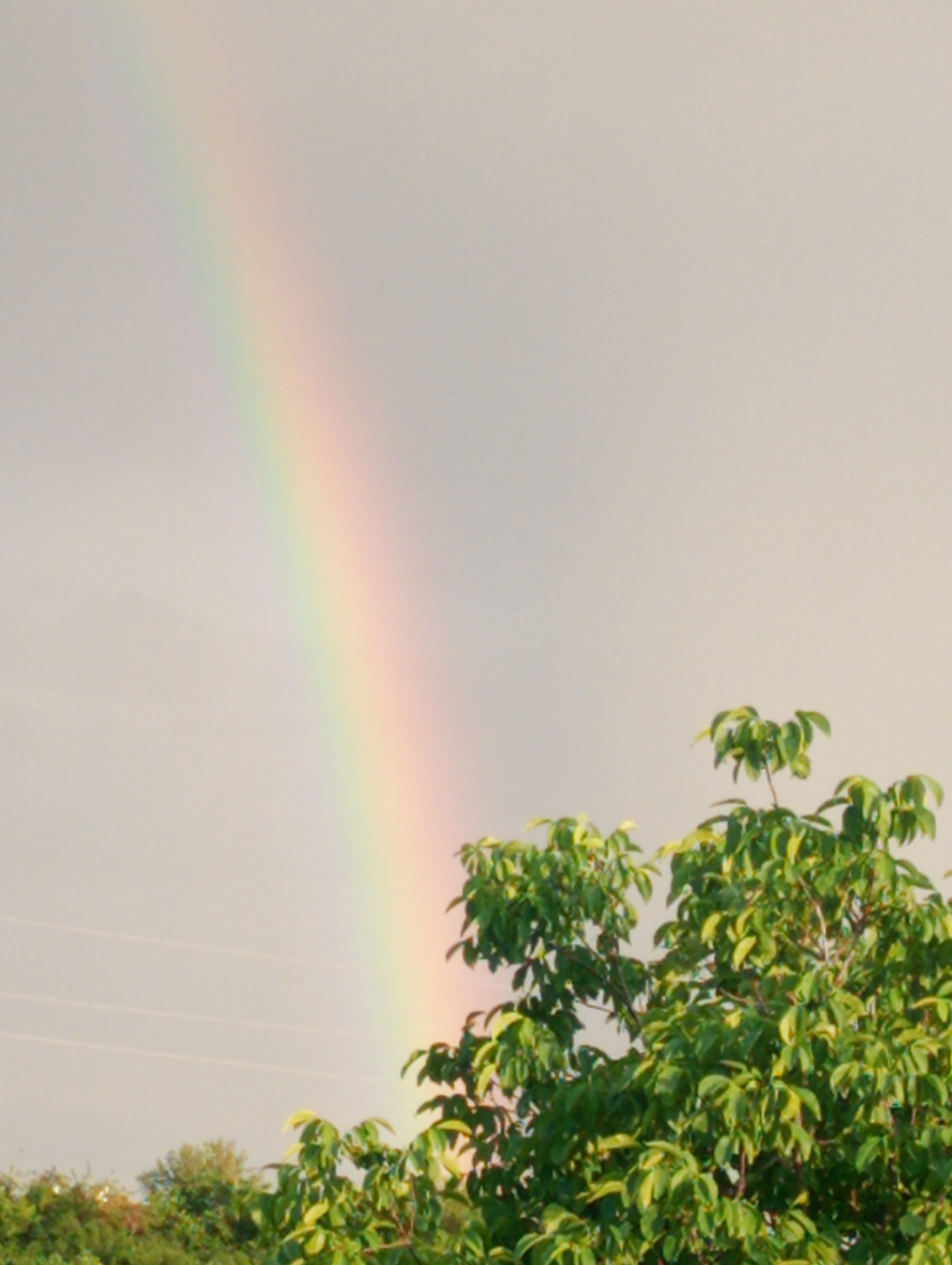 A full rainbow is visible in the sky over a green tree. The location is Roza, Bulgaria. The sky is pale and overcast. The rainbow extends from the upper left of the frame downwards. The tree is situated in the lower right of the image, its branches full of green leaves. More trees and greenery are visible in the lower left corner.