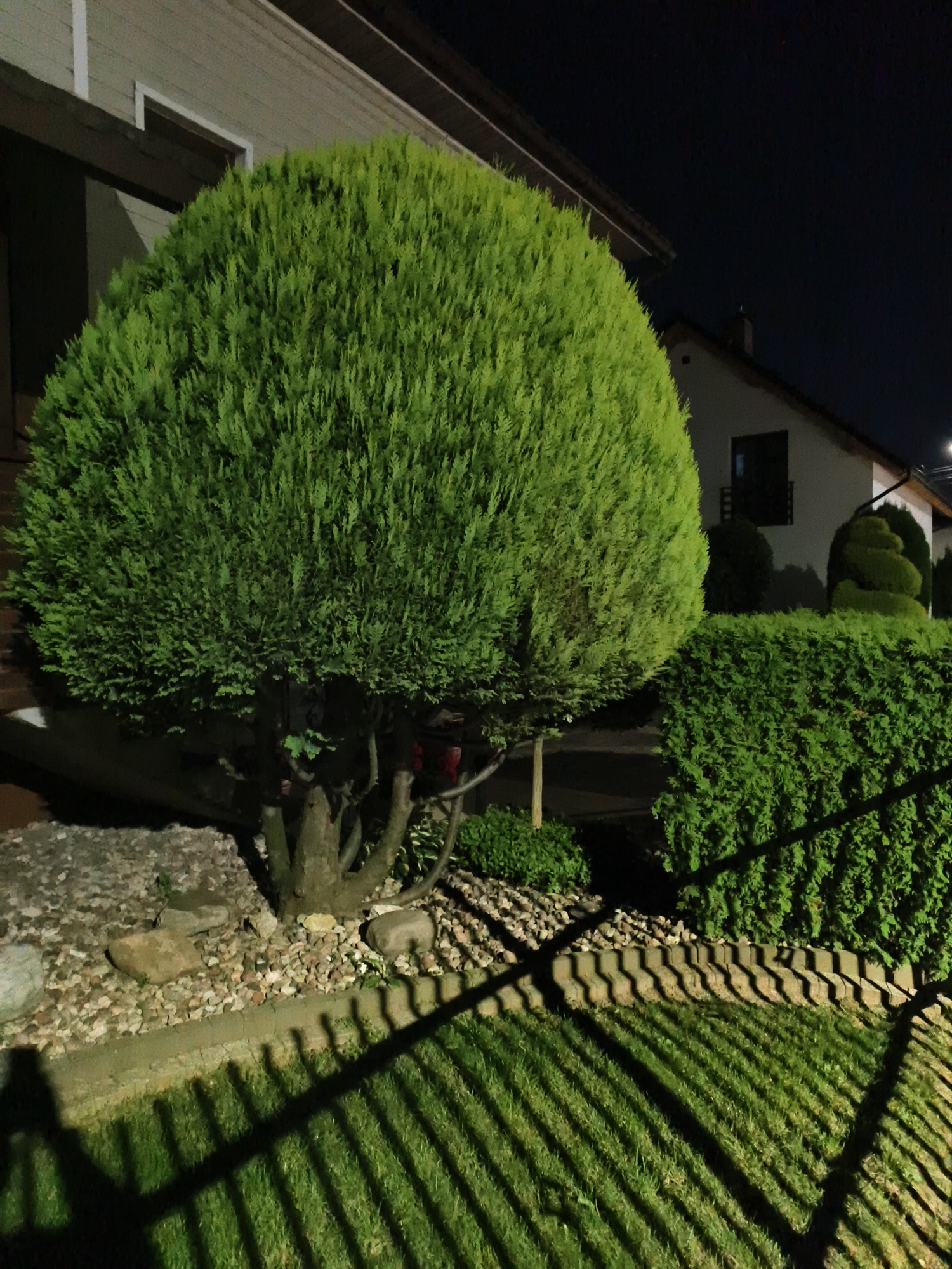 The image depicts a nighttime scene in Tczew, Poland, featuring a well-maintained garden area in front of a residential building. Dominating the foreground is a large, rounded evergreen bush, possibly a juniper or cypress, with dense, vibrant green foliage. Its thick, woody base is visible, supported by a bed of small, multicolored stones. Adjacent to this bush is a lower, elongated hedge of the same evergreen material, forming a defined border.
In the background, a light-colored house with dark-trimmed windows and a dark roof is visible. The architectural style suggests a modern or renovated dwelling. To the right, another intricately shaped evergreen bush, possibly sculpted into a spiral or cone, stands out. The overall environment is manicured, indicating careful landscaping.
A fence, casting distinct, sharp shadows across the green lawn in the foreground, is a prominent feature. The shadows, cast by an unseen light source, create a pattern of diagonal lines on the grass. The sky above is dark, characteristic of nighttime. The scene conveys a sense of quiet residential ambiance.