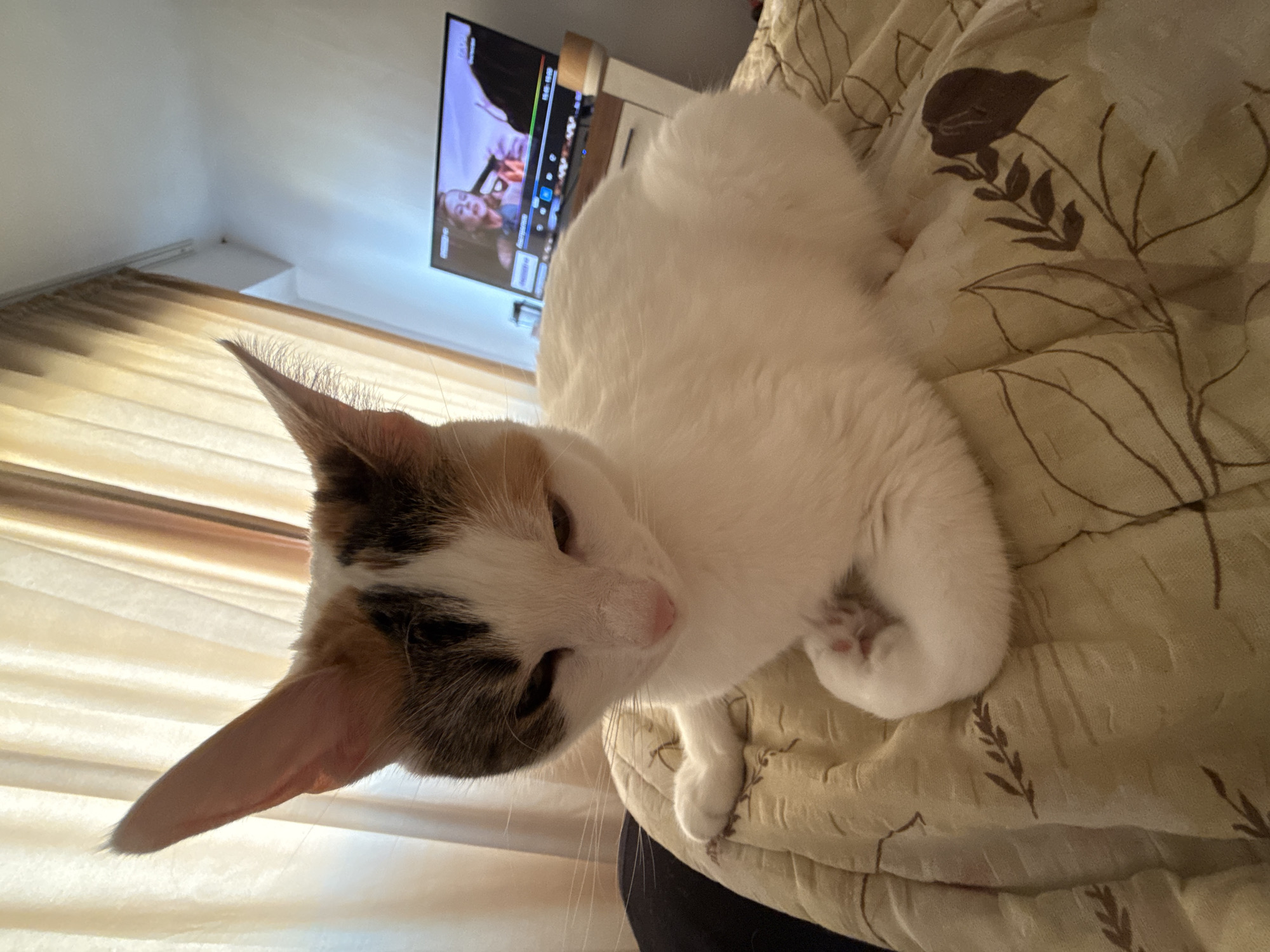 A calico cat, predominantly white with patches of black and orange/brown on its head, is seated on a quilted, light beige blanket with dark brown leaf and branch patterns. The cat faces slightly right of the camera, with its head tilted downwards and eyes partially closed. Its right front paw is curled, revealing pink paw pads. The blanket rests over a dark, possibly black, fabric item, suggesting a person's lap or legs. In the background, light-colored pleated curtains cover a window. To the right of the curtains, a flat-screen television is visible, displaying a woman with blonde hair, possibly from a film or television program. Text such as "Facto HD" and program times like "19:00 - 19:30" are partially visible on the screen. The television is positioned on a light-colored wooden media console with a white drawer or door. Above the television, a light-colored wall is visible. The specific location in Sofia, Bulgaria, is not discernible from the visual information provided.
