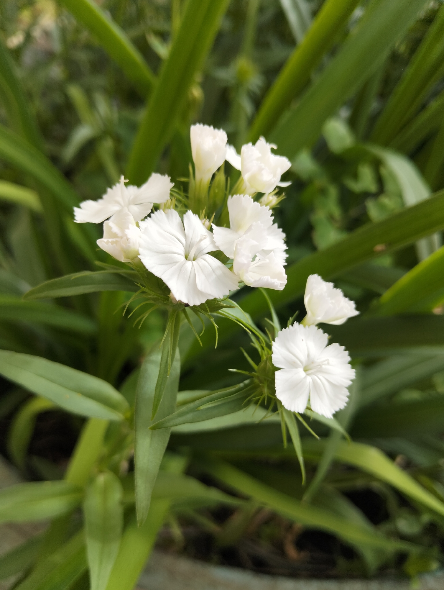 The image shows a close-up view of several small white flowers with fringed petals, likely Sweet William or a similar dianthus species. The flowers are clustered together on thin stems, surrounded by lush green foliage. The background is a blur of green leaves, suggesting an outdoor garden setting. The lighting appears to be natural daylight, possibly overcast or in the shade, as there are no harsh shadows. The focus is sharp on the flowers, while the background is softened, creating a shallow depth of field. The overall impression is one of delicate natural beauty. The image was taken in Verkhny Tagil, Russia. There is no text visible in the image.