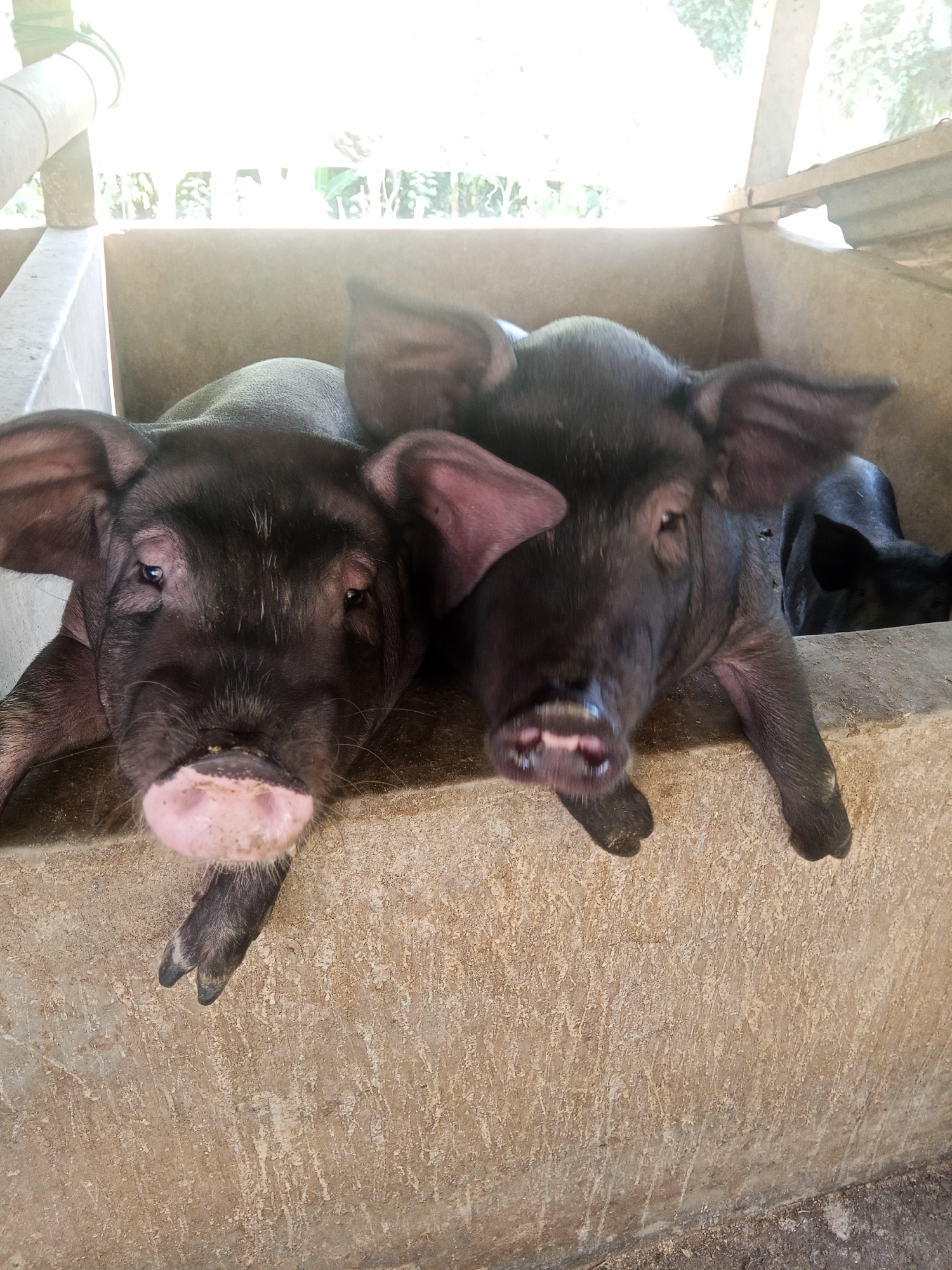 Two young black pigs are lying down inside a concrete enclosure in Makale, Indonesia. The pig in the foreground on the left is facing the camera with its head resting on the edge of the enclosure. Its snout is pink, and its ears are large and floppy. Another pig is positioned behind and to the right of the first, also facing the camera. Its head is slightly lower, and its ears are visible. A third pig is partially visible in the background. The enclosure is made of concrete and appears to be outdoors, with bright light suggesting it is daytime. The ground within the enclosure is not clearly visible, but the walls are textured. The background shows some greenery and a wooden structure.