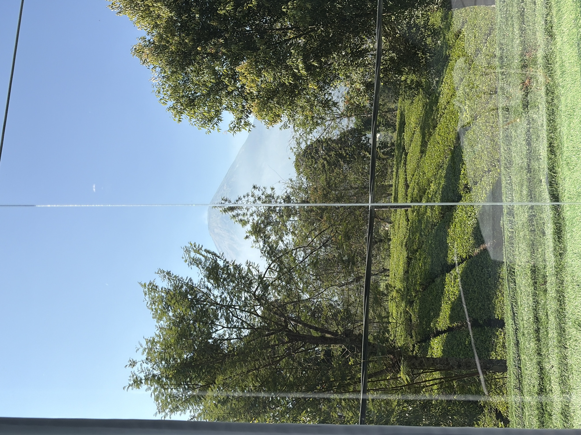 The image displays a view through a window of a lush green landscape, likely a tea plantation, under a clear blue sky. In the distance, a large mountain peak is visible, partially shrouded in mist or smoke. Several trees are scattered throughout the foreground and middle ground, with dense green foliage. The plantation itself features neatly arranged rows of green plants, indicative of tea bushes, with some areas appearing as shorter grass. The scene appears to be a serene natural environment, possibly in or near Tlogo, Indonesia, given the mention of the city in the prompt. The window frame and a vertical glass pane are visible, framing the natural scenery.