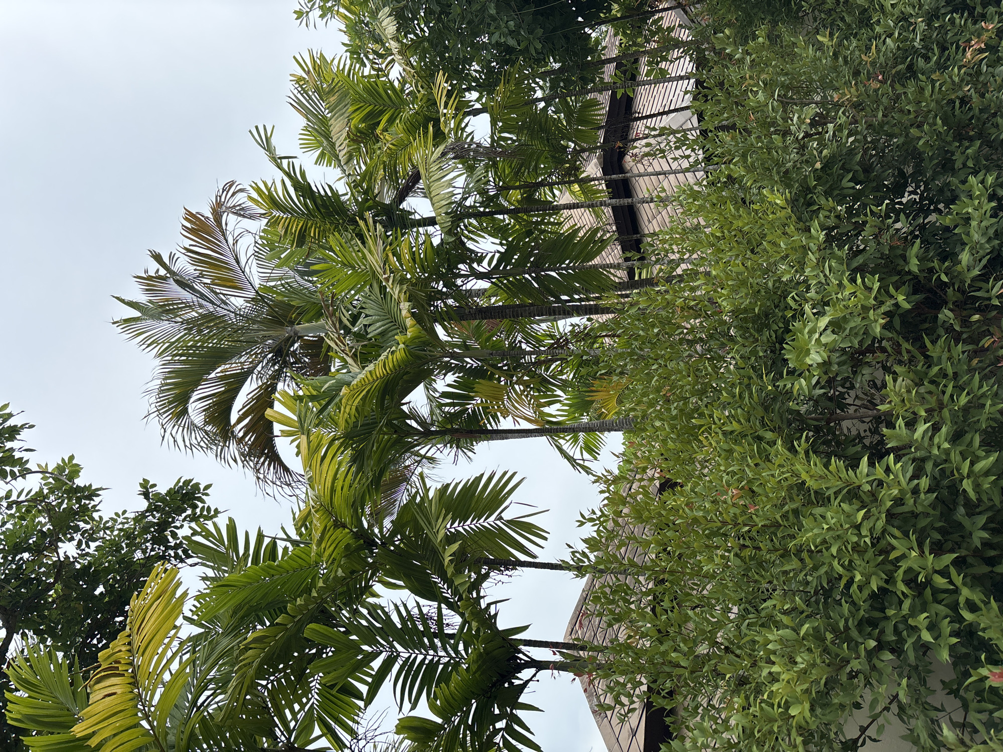 The image depicts a cluster of palm trees and dense green foliage against a pale, overcast sky. The palm fronds are vibrant green, with some showing signs of yellowing. Several palm tree trunks are visible, rising above the foliage. In the lower half of the image, the pitched roofs of a building, covered in light-colored tiles or shingles, are partially obscured by the lush greenery. The scene appears to be an outdoor environment, possibly a garden or resort, in a location that suggests a tropical or subtropical climate. There are no people or discernible actions taking place.