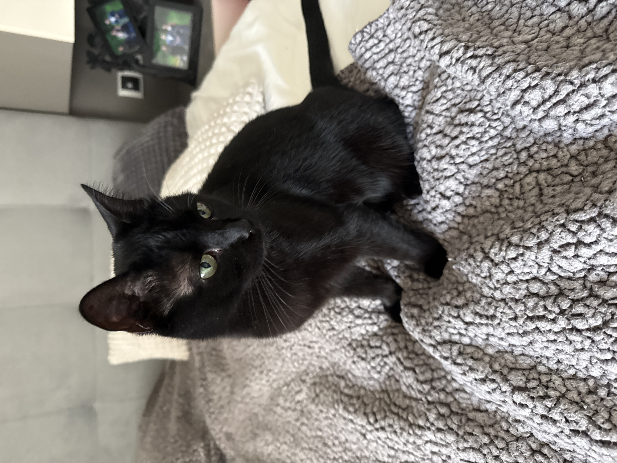 A black cat with green eyes sits on a gray, textured blanket. The cat is angled towards the left of the frame. In the background, there is a white pillow and a pair of framed photos on a gray surface. The location is not discernable.