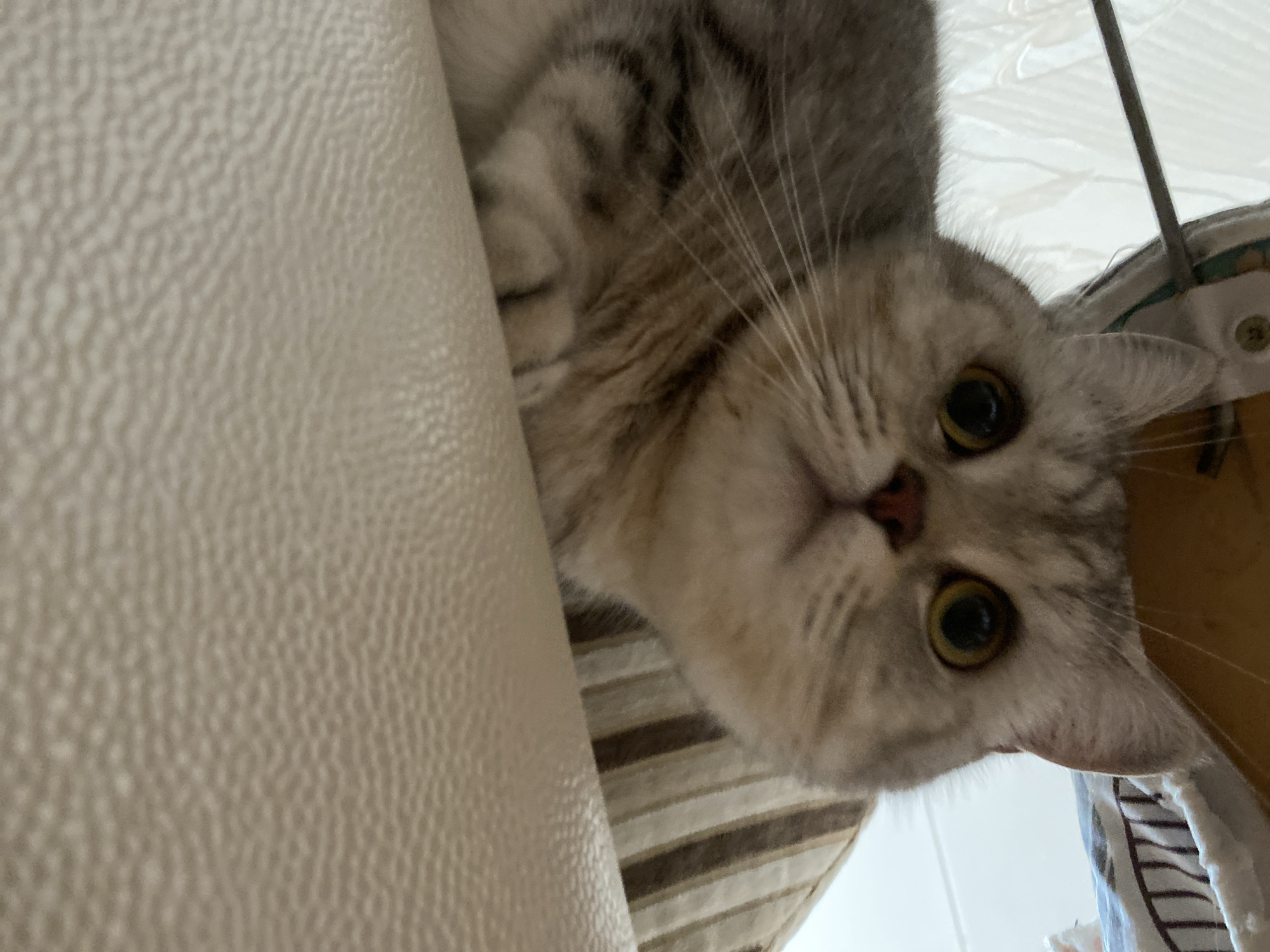 A close-up, low-angle shot shows a gray and white tabby cat lying on a textured, light-colored surface, likely a couch or cushion. The cat's head is tilted upwards, and it is looking directly at the camera with large, yellow eyes. Its ears are pointed upwards, and its whiskers are visible. Behind the cat, out of focus, are striped cushions and some white fabric. The background is bright and appears to be indoors. There are no people or any indication of the location being Votkinsk, Russia.