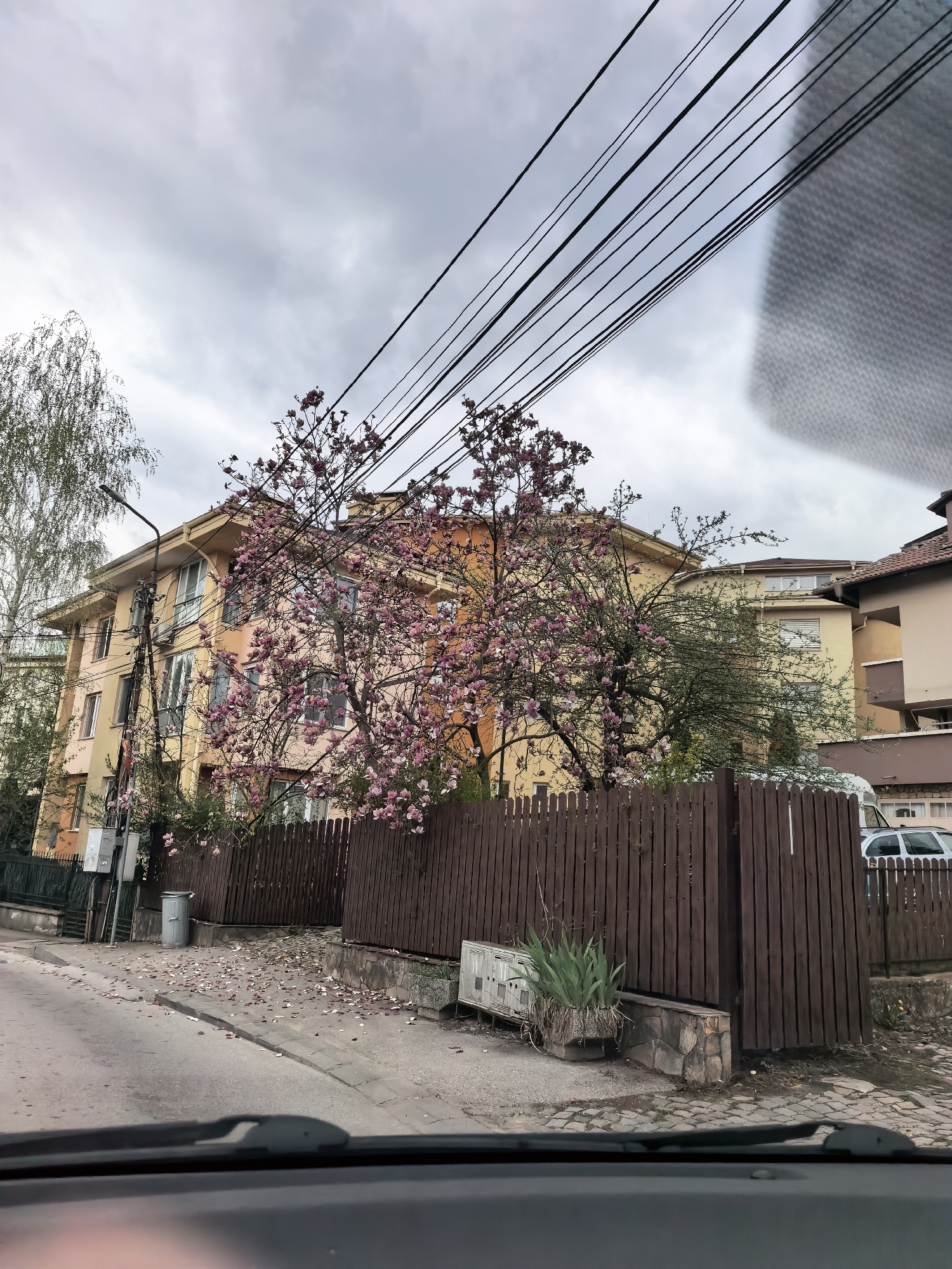 The image captures a residential street scene from the perspective of inside a vehicle, looking out through the windshield. The lower portion of the frame shows the car's dashboard, windshield, and a wiper blade.
The sky is overcast and grey, indicating a cloudy day. Numerous black power lines crisscross the upper part of the frame.
The street is paved, and the ground along the sidewalk is scattered with numerous fallen pink petals or leaves. A prominent feature is a large tree with abundant pink blossoms, likely a magnolia or cherry tree, suggesting springtime. This tree partially obscures a three-story building with yellow and orange-toned stucco walls and multiple windows. To the left of the blooming tree, a utility pole with a street lamp stands, and further left, a tall deciduous tree with light bark is visible.
A dark brown wooden fence runs along the properties, separating them from the street. Behind the fence, other residential buildings with varied architecture are visible, including a cream-colored building and one with a reddish-brown tile roof. A silver car is partially visible, parked behind the fence on the right.
On the ground near the fence, there's a planter with an agave plant and a cylindrical metal trash can. No people are visible in the scene. The overall impression is a quiet, suburban or urban residential area on an overcast day. No visible text is legible within the image.