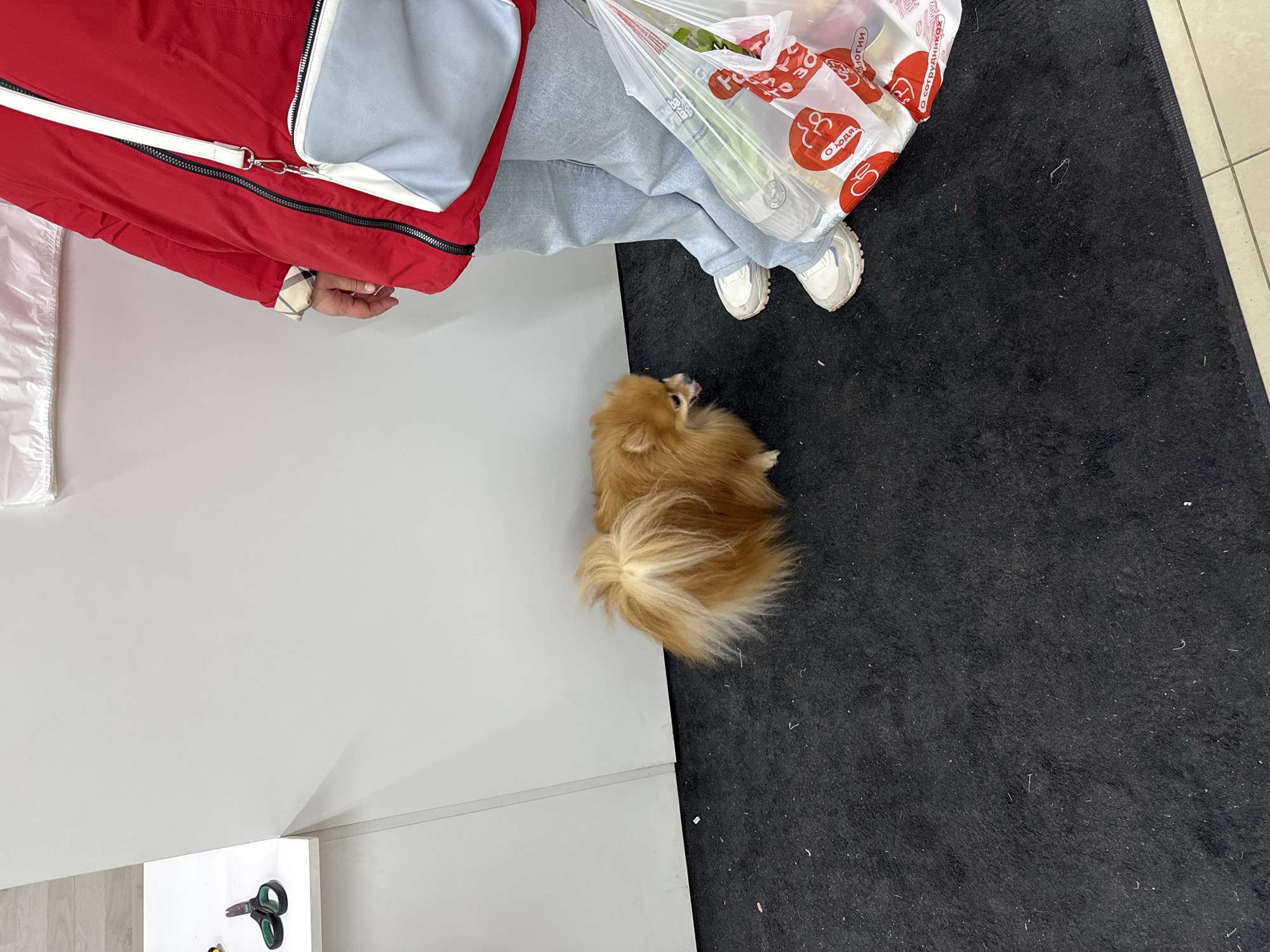 The image is taken from an overhead perspective in what appears to be a commercial space, potentially a store in Moscow, Russia, suggested by the packaging in the shopping bag. The scene is divided by color: a white wall and cabinet on the left and dark, possibly carpeted flooring on the right. A person wearing light-colored jeans, white sneakers, and a red jacket with a light blue bag stands near the dividing line. They are holding a white plastic shopping bag with red and white writing, presumably groceries. Near the person, on the darker flooring, is a small, fluffy brown dog, possibly a Pomeranian. There are scissors on the floor near the white cabinet. The environment is well-lit.