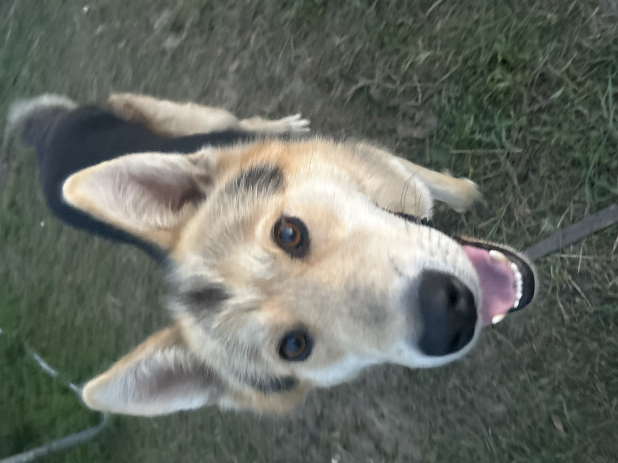 A medium-sized dog with tan and black fur is looking directly at the camera with its mouth open and tongue out. The dog is standing on grass, which is the predominant ground cover. In the background, there is more grass and what appears to be a blurred out dirt or gravel path. The lighting suggests it is daytime, possibly late afternoon or early evening. There are no people or man-made structures clearly visible in the image. The specific location in Appany, Russia, cannot be determined from the visual information provided.