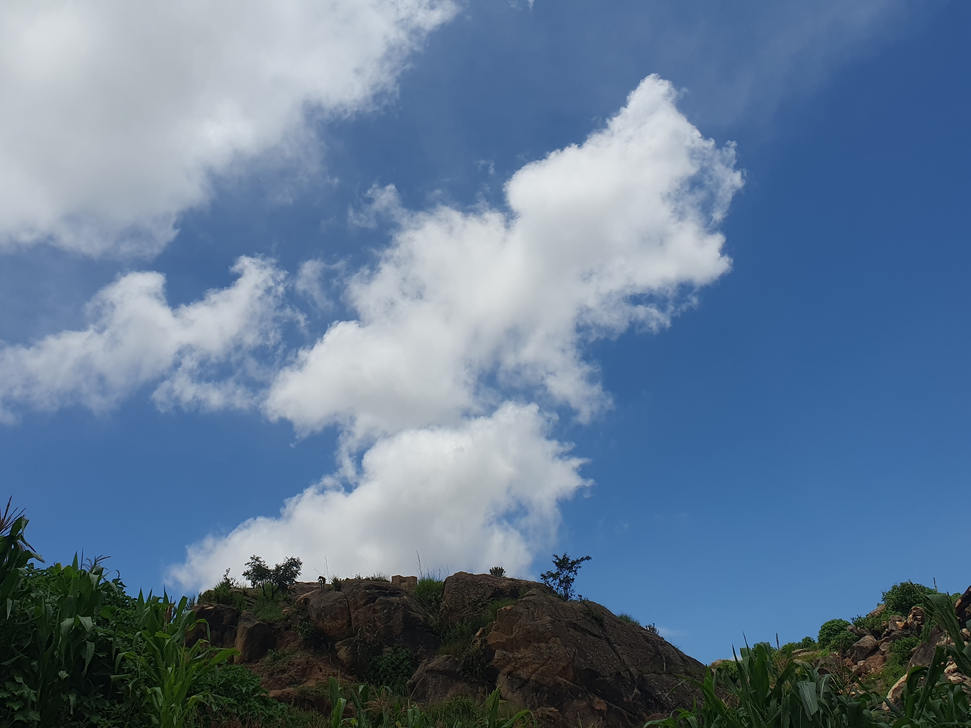 The image shows a rocky outcrop in Gura Top, Nigeria, under a bright blue sky with scattered white clouds. Lush green corn stalks dominate the foreground on the left side of the frame, partially obscuring the rocky terrain. The rocks themselves are rough and uneven, with sparse vegetation growing in crevices and on the surface. A few small trees and bushes are scattered across the top of the outcrop. The overall impression is of a natural landscape, likely a rural or semi-rural area, with agricultural elements present.
