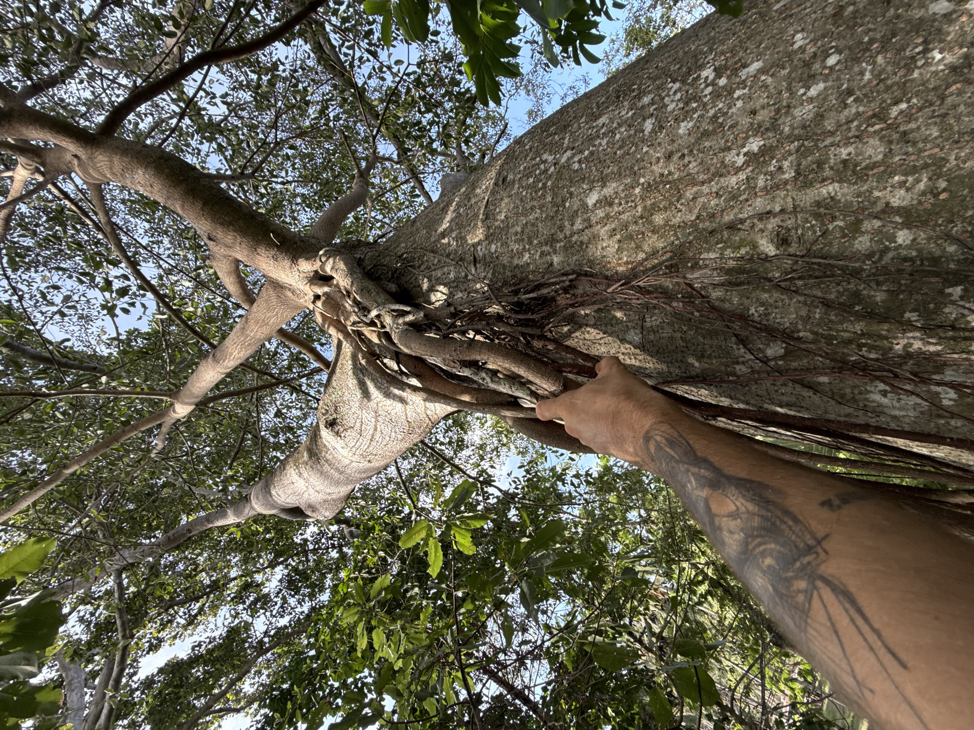 Viewed from below, a large tree dominates the frame. A person's forearm with a tattoo is visible in the lower right of the image. The person's index finger is extended, seemingly pointing at the tree. The tree has thick branches, some covered in aerial roots. Leaves fill the gaps between the branches. A patch of sky is visible through the foliage. The photograph was taken in Moo 4, Thailand.