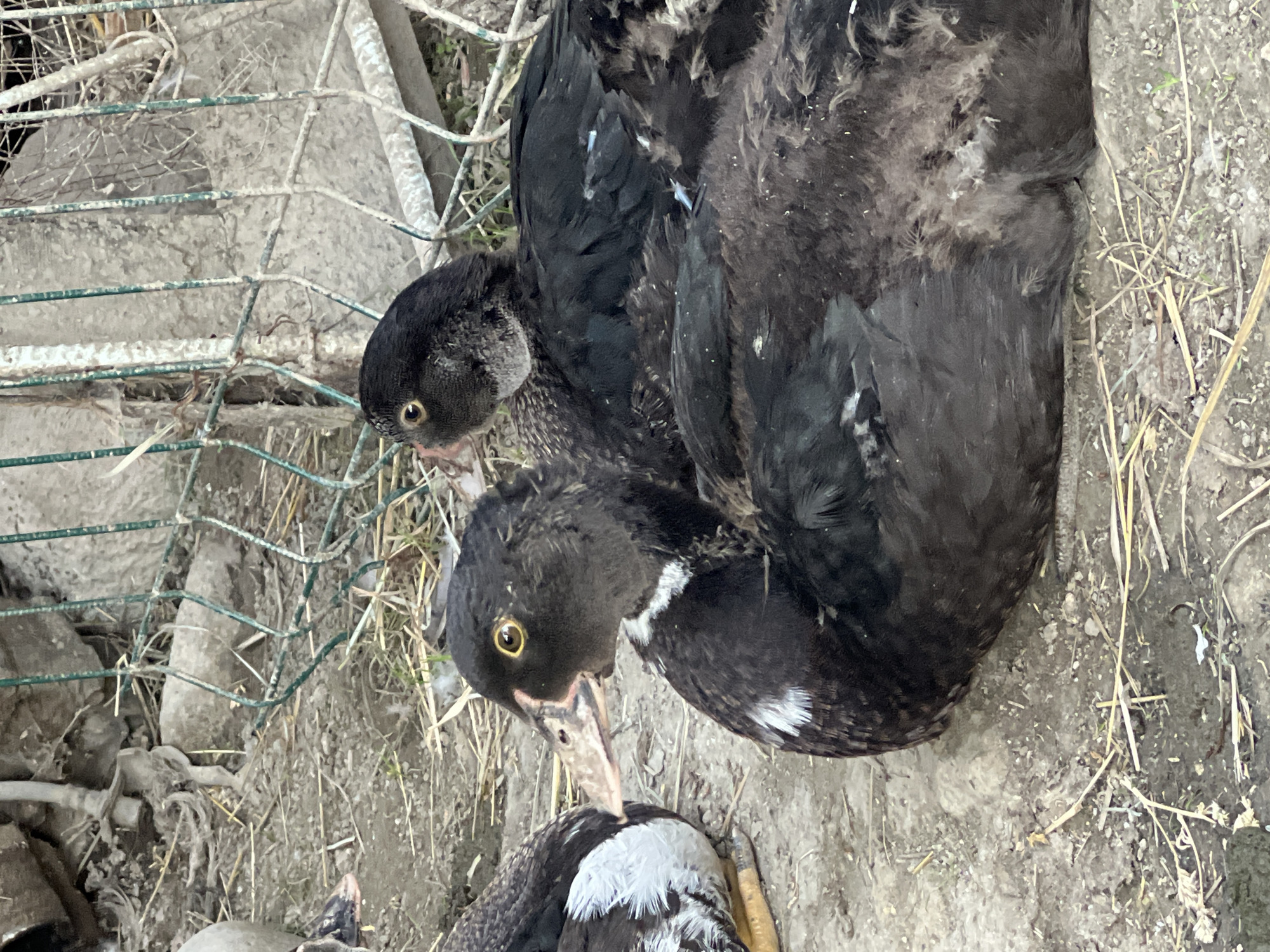 In a dry, outdoor enclosure in Kotormo, Kyrgyzstan, three dark-feathered ducks are resting on dusty ground scattered with straw. Two ducks are positioned in the foreground, with one to the left slightly turned away from the camera and the other directly facing forward. This forward-facing duck has distinctive yellow eyes and a pale beak with dark markings. Behind them, another duck is partially visible, its head turned towards the front-facing duck. A green wire fence runs across the middle ground of the image, separating the ducks from a concrete wall and debris.