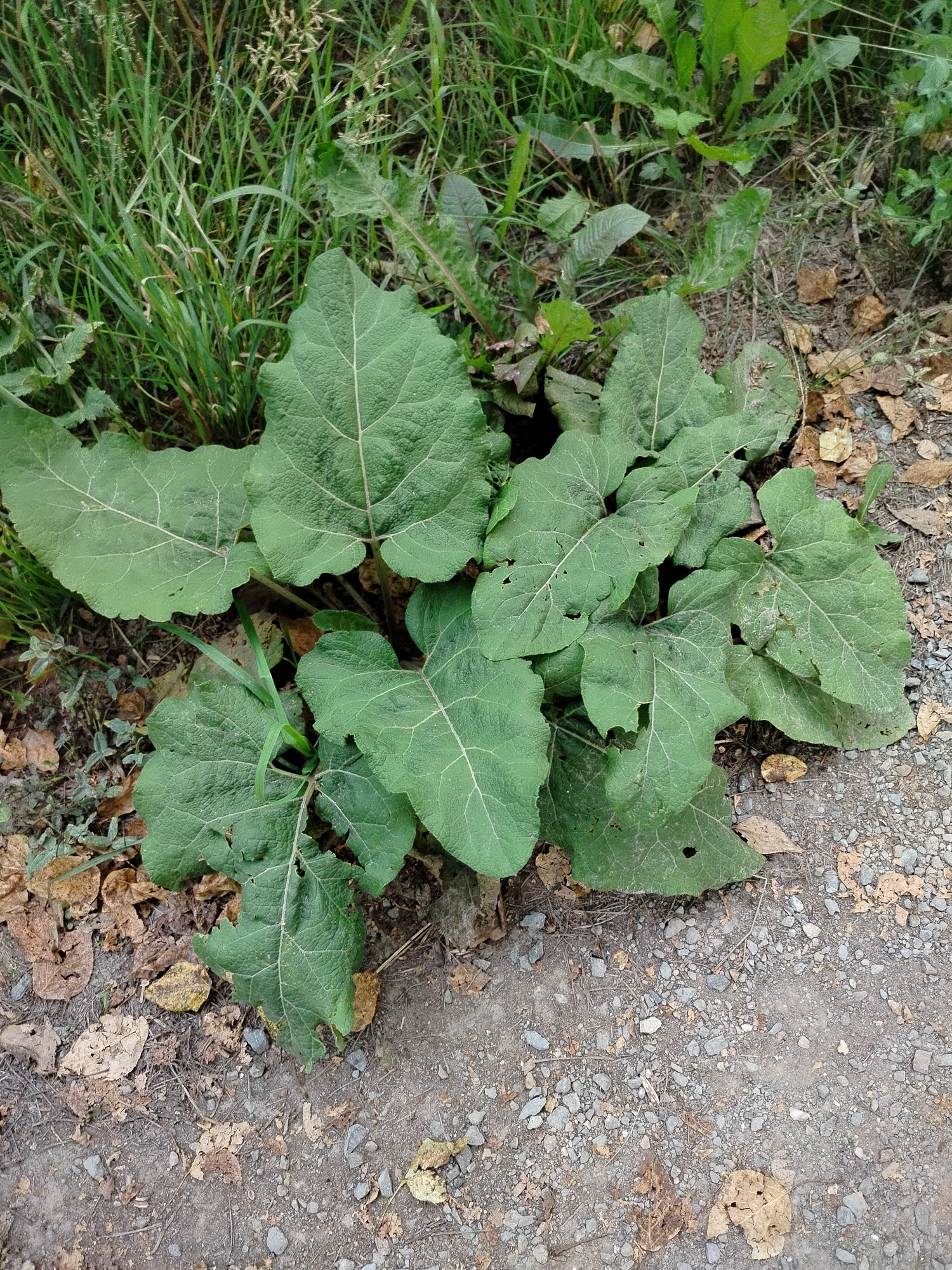 A low-angle, medium shot captures a close-up view of large, green, heart-shaped leaves of a burdock plant. The leaves exhibit a textured surface with prominent veins and some minor damage from insects. The plant is situated on a coarse, gravelly path, interspersed with fallen, dry leaves and some sparse green grass. In the background, taller, denser green grasses and other wild vegetation are visible, suggesting an outdoor, natural setting. The lighting is overcast, casting a soft, even illumination across the scene. The image appears to be taken in a park or uncultivated area within the city of Novosibirsk, Russia.