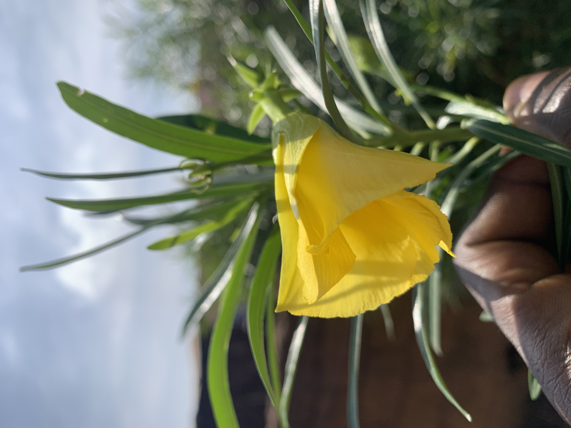 A close-up shot focuses on a yellow flower with long, slender green leaves surrounding it. The flower is in full bloom, its petals curved and catching the light. A person's hand is visible on the right side of the frame, holding the stem of the flower. The background is blurred, suggesting a natural outdoor setting with hints of sky and foliage. Based on the prompt's location, this scene is likely in or around the city of Rafin Par, Nigeria.