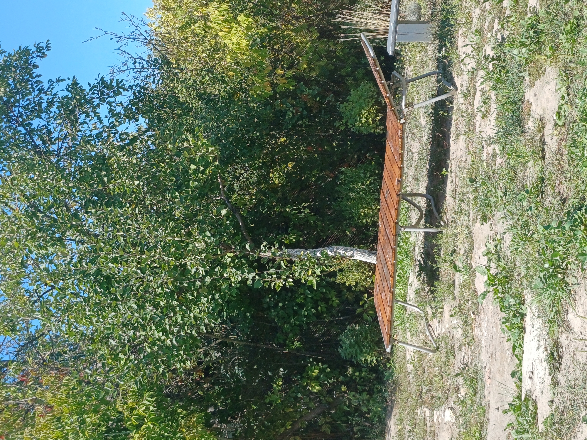 In Sulymivka, Ukraine, a sun-drenched outdoor scene features a wooden chaise lounge resting on bare ground with scattered green weeds. Behind the lounge, a tree with a white-painted trunk stands amidst dense green foliage, with more trees and vegetation extending into the background under a clear blue sky. The setting appears to be a yard or garden area.