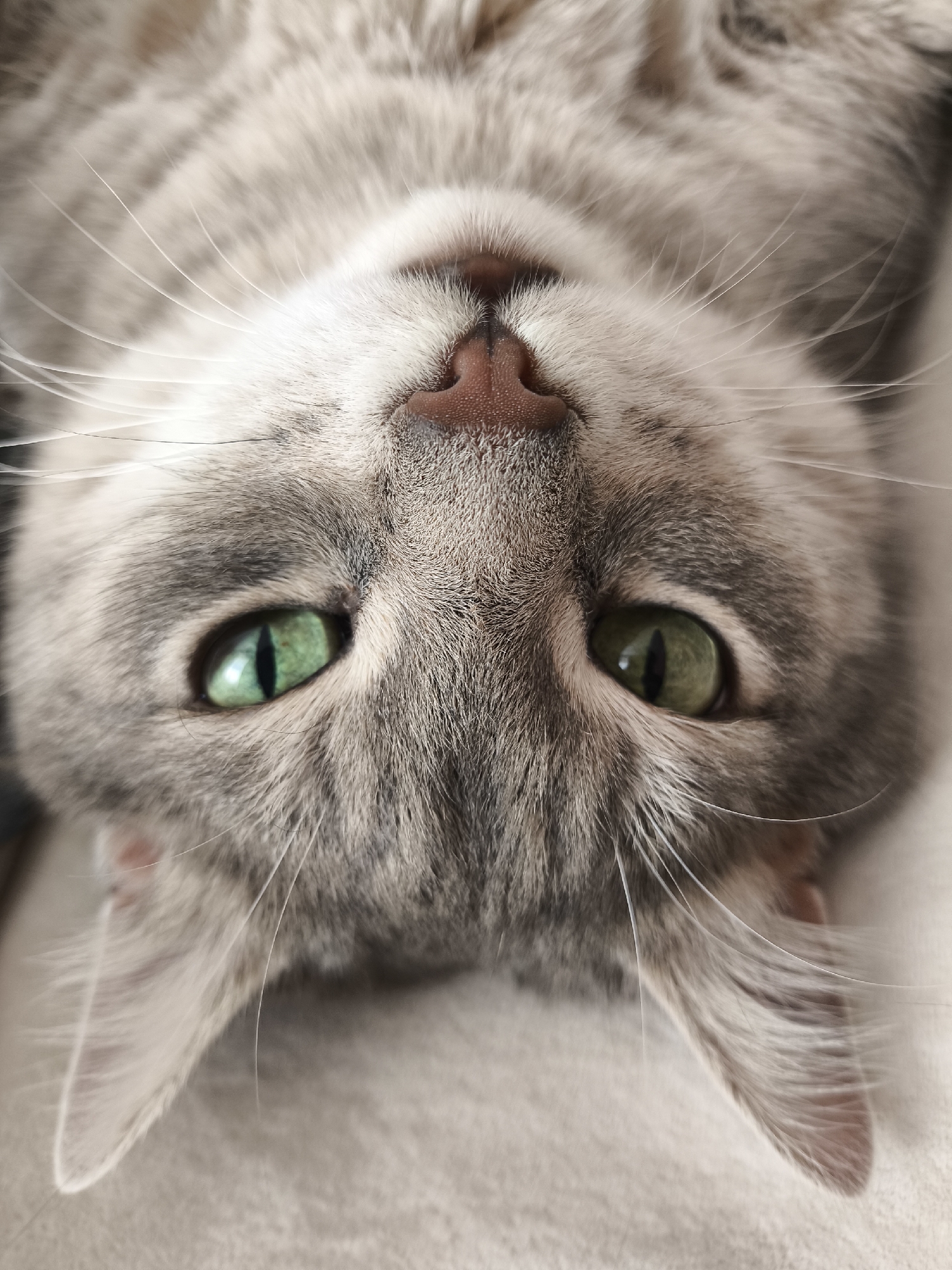 The image is a close-up, upside-down shot of a gray tabby cat's face. The cat's green eyes are in focus, with slit pupils. Its pink nose and white whiskers are also visible. The cat appears to be resting on a light-colored, soft surface, possibly a blanket or upholstery. The background is blurred, drawing attention to the cat's features. The image was taken in Unknown, Unknown.