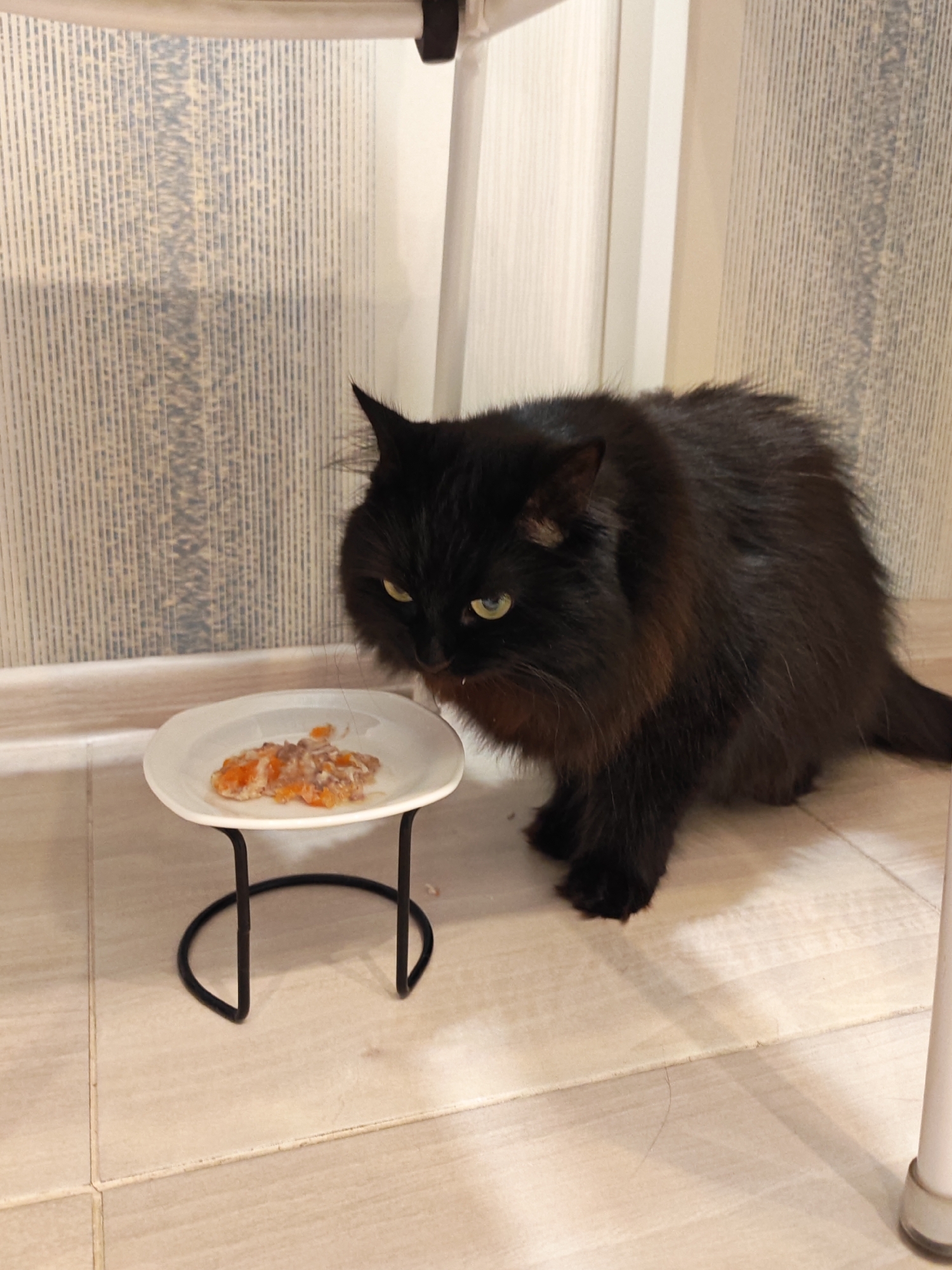 A fluffy black cat with green eyes is positioned to the right of a small white dish of food. The dish is elevated by a black metal stand. The cat is leaning over the food, with its head lowered as if to eat. The scene takes place indoors, on a tiled floor, with a textured wallpaper in the background. The environment appears to be a domestic setting in Bataysk, Russia.