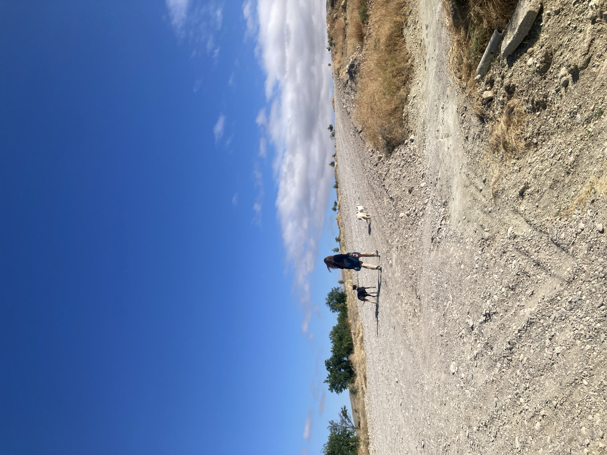 In the city of Avanos İlçe Merkezi, Turkey, a person walks along a dusty, uphill dirt road with two dogs. The person is wearing a dark blue top and light-colored pants, with a bag slung over their shoulder. A black dog walks to their left, and a white dog is further ahead to the right. The landscape is arid, with dry grasses and sparse trees visible on the hillsides. The sky is a vibrant blue with scattered white clouds. The scene appears to be a rural or undeveloped area on the outskirts of the city.