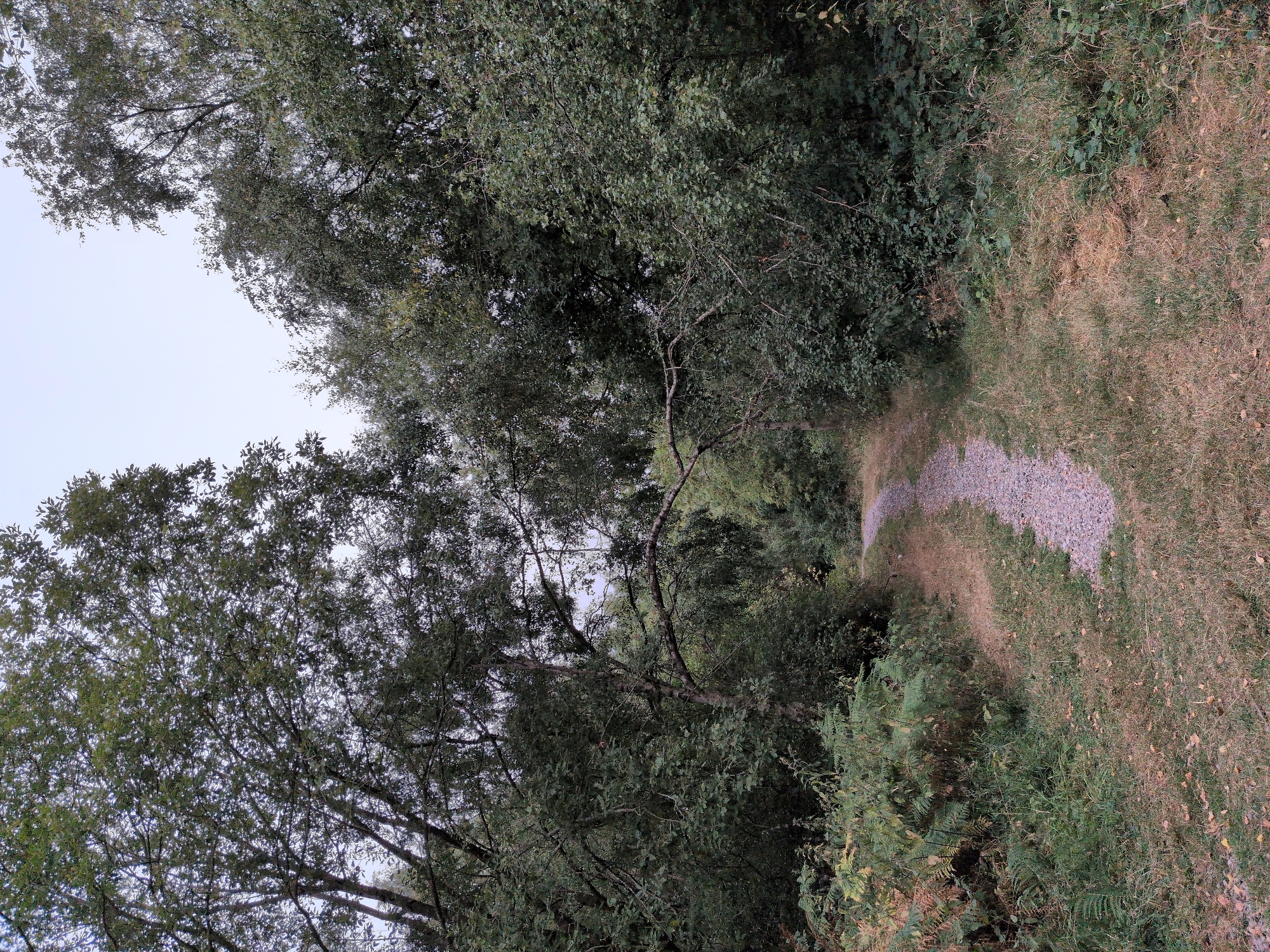 A gravel path winds through a dense woodland in Dawley, United Kingdom. The path is flanked by an abundance of greenery, with ferns and grass growing on either side. Overhead, the branches of trees form a canopy, with dappled light filtering through the leaves. The sky above is overcast, with a pale grey hue. The scene is tranquil and natural, suggesting a quiet, secluded area. There are no people or animals visible in the image.