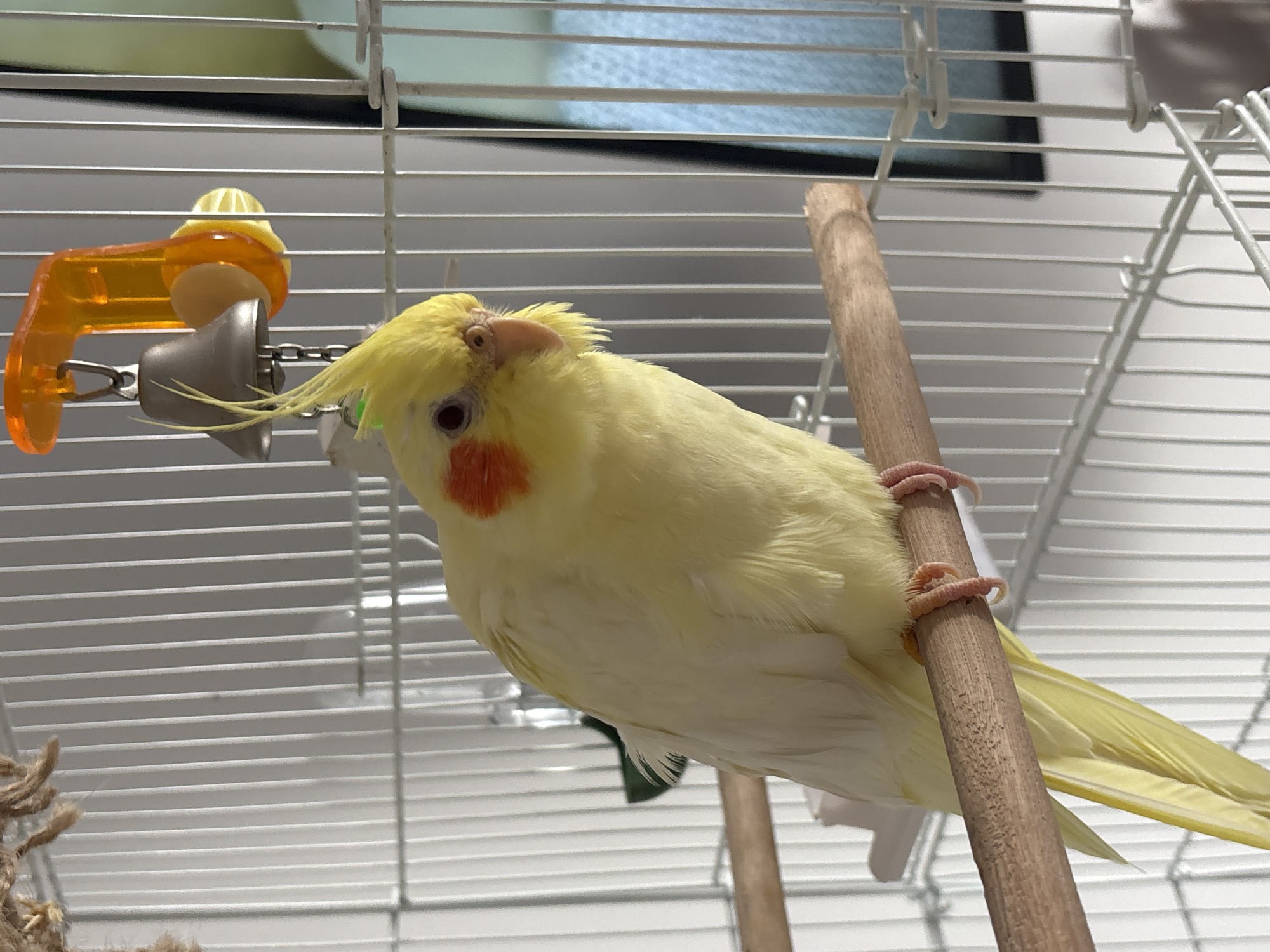 A yellow cockatiel perches on a wooden dowel within a white wire birdcage. The bird has orange cheek patches, a crested head, and a pale beak. It is gripping the dowel with its pink claws. In the background, there is a toy with yellow and orange elements hanging from the cage bars. The environment appears to be indoors, possibly near a window. It's not possible to identify the location in Krasnoyarsk, Russia from the image.