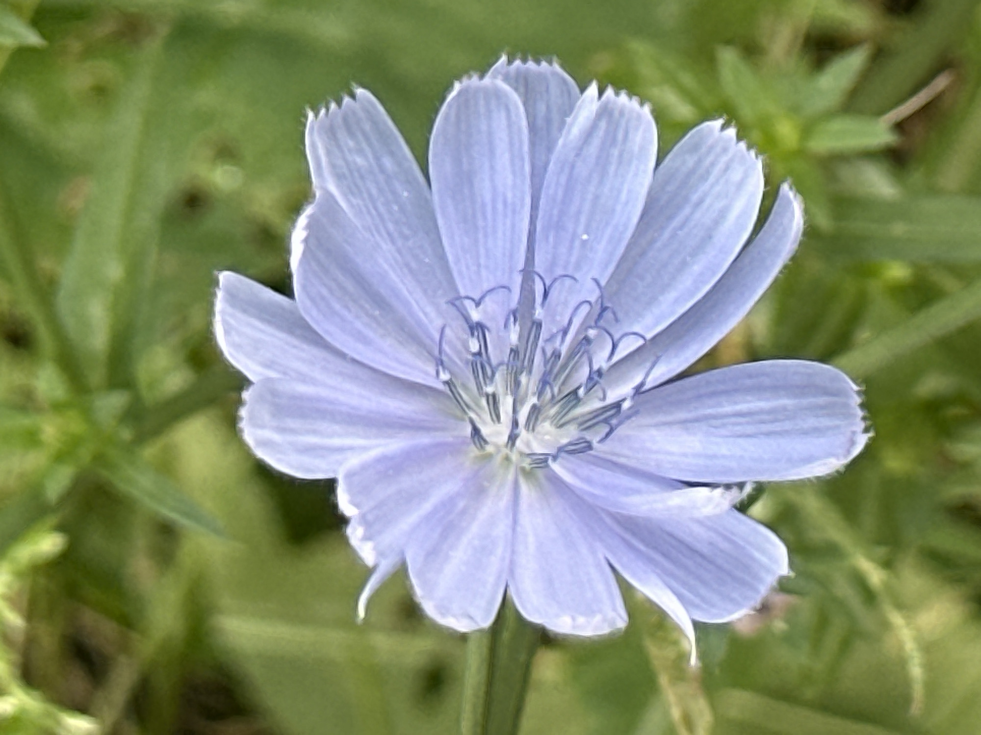 This is a close-up, eye-level, outdoor, natural light photograph of a single, light blue chicory flower in bloom. The flower's petals are splayed open, revealing its central stamens. The background is a soft-focus blur of green foliage, typical of a park or garden setting. The image does not depict any people, actions, or interactions, and provides no information about its location within Minsk, Belarus.