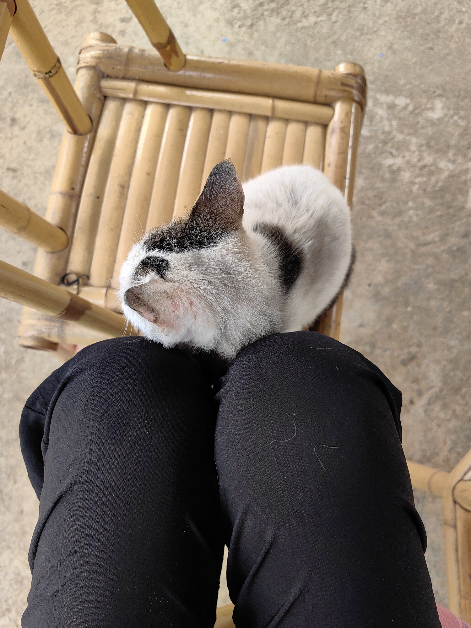 A white and black cat rests on a person's lap, which is covered in black fabric. They are sitting on a bamboo chair. The location is Xã Đàm Thủy, Vietnam. The ground is concrete.