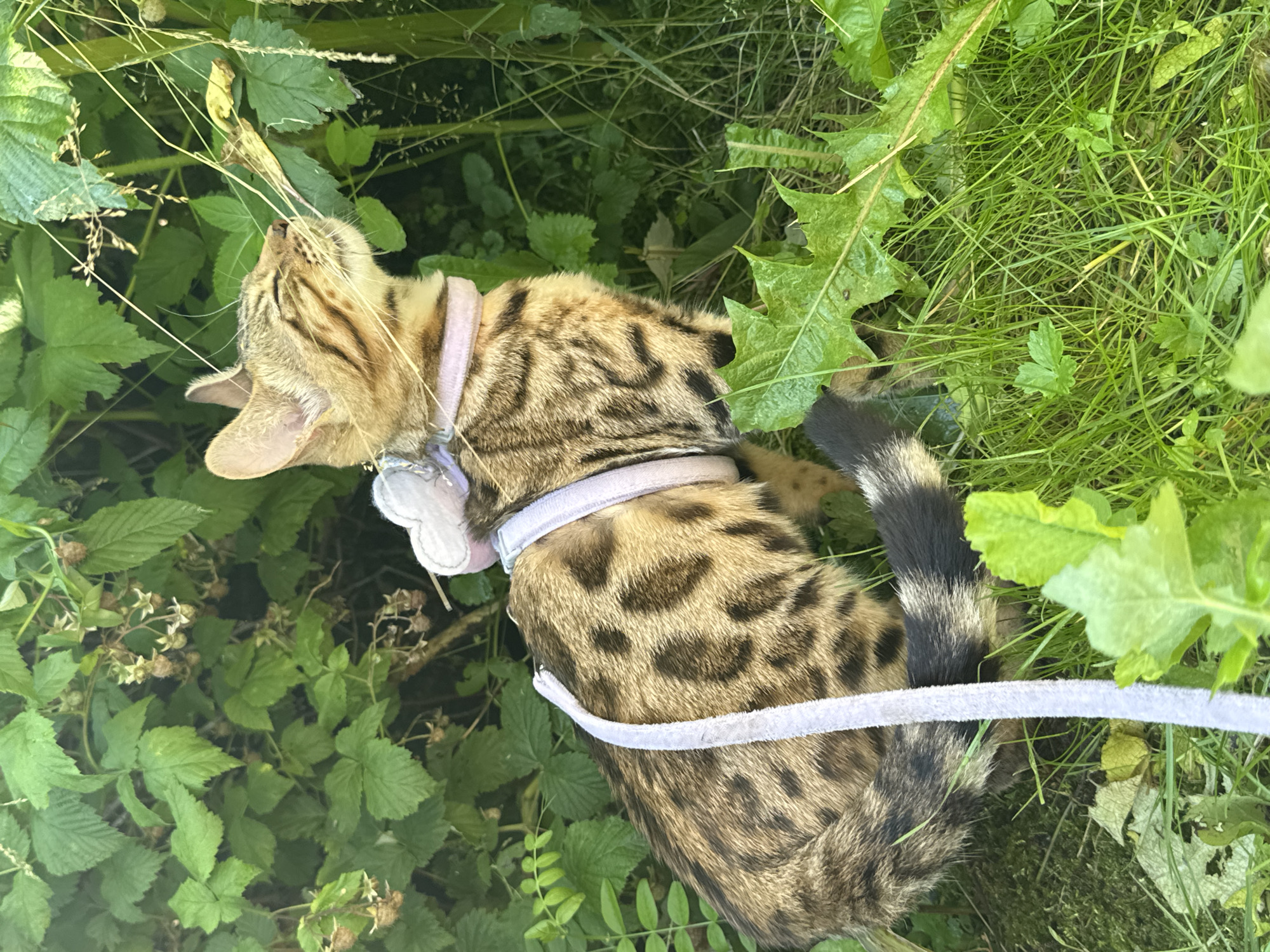 A Bengal cat with spotted fur and a pink collar with a white heart-shaped charm is sitting in the grass near bushes. The cat is wearing a light purple harness and leash. The cat's eyes are closed as it sniffs the air. The environment is outdoors and appears to be a park or garden area in Rzhev, Russia. The background consists of dense green foliage and tall grass.