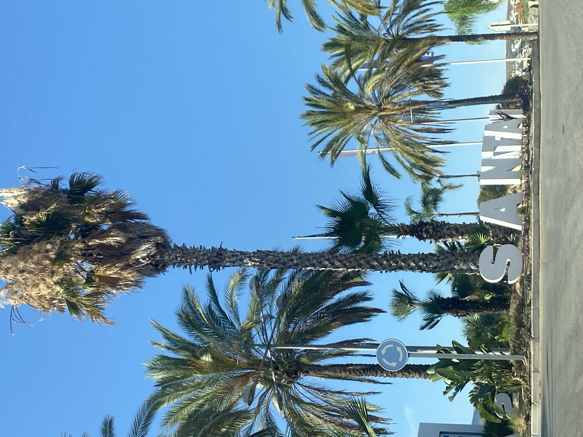 The image shows a bright, sunny day with a clear blue sky. In the foreground, there is a large, white, three-dimensional sign that spells out "SANTA". The letters are large and blocky, with rounded edges. The sign is placed on a landscaped island with low-lying plants and some mulch. To the left of the sign, there are two large, white numbers that appear to be "23".
Behind the sign, there are numerous palm trees of varying heights and sizes, with some of them showing signs of dryness or decay at the top. One tall palm tree in the center is particularly prominent and appears to be very old and weathered. There are also some smaller, lush green plants interspersed among the palm trees. In the background, there are flags on poles, and some buildings can be seen on a hillside. A traffic sign with a circular arrow indicating a roundabout is also visible on a pole to the left of the main sign.
This is the entrance sign to the Santa Maria urbanization in Estepona, Spain.
