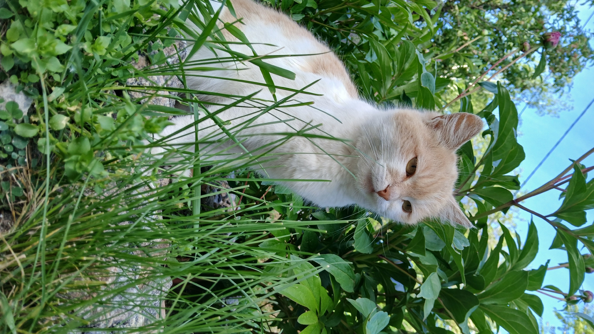 A medium, outdoor shot presents a white and light orange cat nestled amongst green foliage. The cat is the primary subject, with its head tilted, gazing downward towards the viewer. The cat is set amidst lush green grass and broadleaf plants, which are slightly blurred, indicating a shallow depth of field. A partial view of a blue sky with tree branches can be seen at the top right corner, possibly indicating a backyard setting. The context of the city of Dnipro, Ukraine, is not evident from the visual elements of the image.