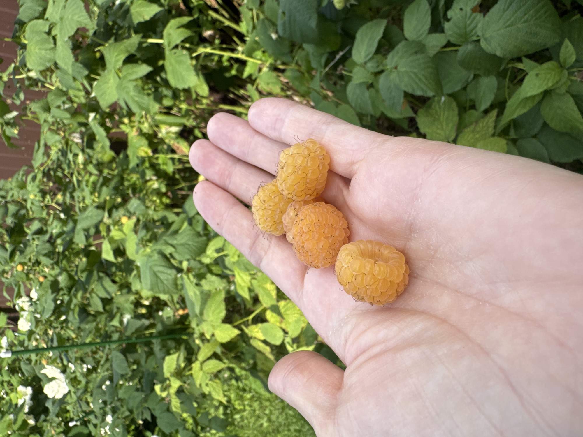 A person's open palm, showing the lines and texture of the skin, is holding four yellow raspberries. The raspberries are clustered together in the palm. In the background, out of focus, are green raspberry bushes with some white flowers and ripe yellow berries visible on the plants. A wooden fence is visible in the upper right corner of the background. The scene appears to be outdoors in a garden setting. The location is Steklyannyi, Russia.