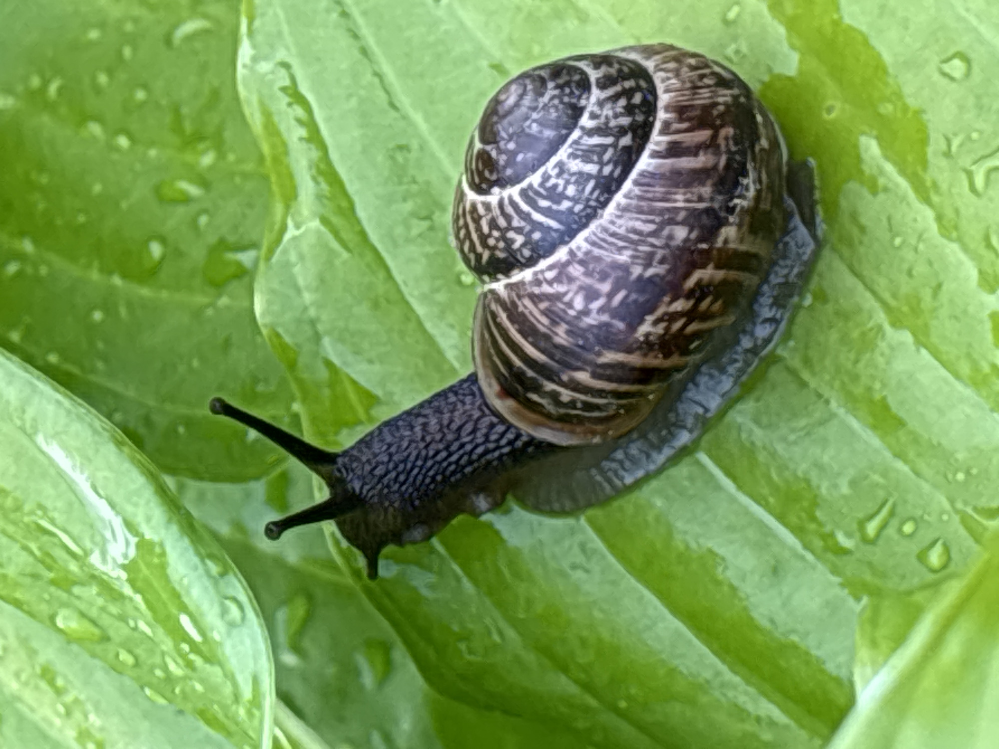 A close-up, high-angle shot shows a garden snail with a coiled, brown-and-white patterned shell crawling on a large, wet green leaf. The snail's dark grey, textured body is extended, with two black eye stalks visible at the front. The leaf's surface is smooth with prominent veins and dotted with small water droplets, suggesting recent rain or dew. The background is a blurred green, further emphasizing the snail and the leaf as the main subjects. The lighting appears natural, possibly indicating daytime. The scene is set outdoors, likely in a garden, given the presence of a snail and a leafy plant. There is no visible text in the image.