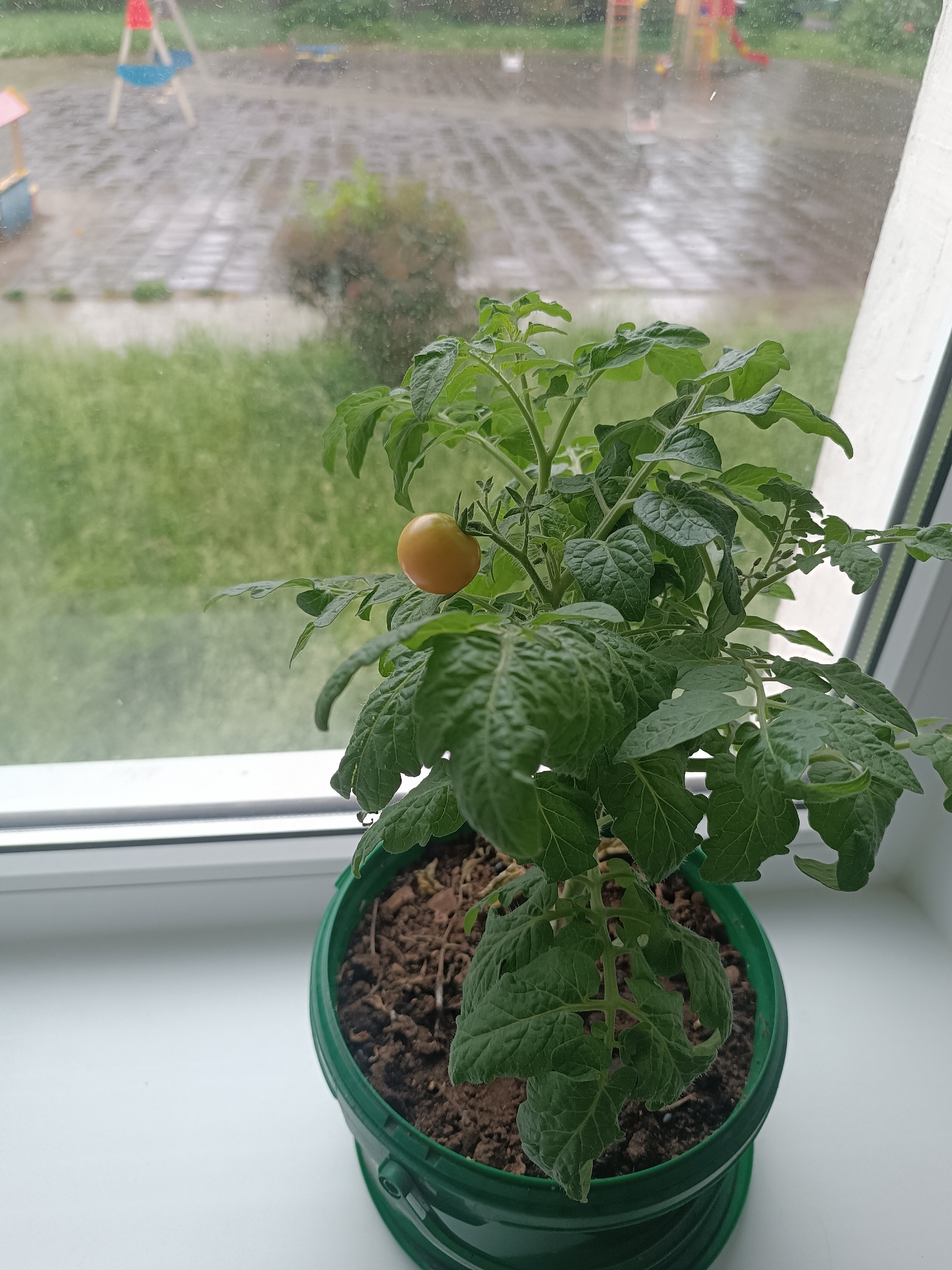 A potted tomato plant sits on a white windowsill. The plant is full of green leaves, and a single, orange tomato is visible among the foliage. The plant is in a green plastic pot filled with brown soil. Outside the window, a blurred view of a playground area is visible. It appears to be a rainy day, as indicated by the wet pavement and raindrops on the window. The background features a grassy area and playground equipment including a slide and swing set.