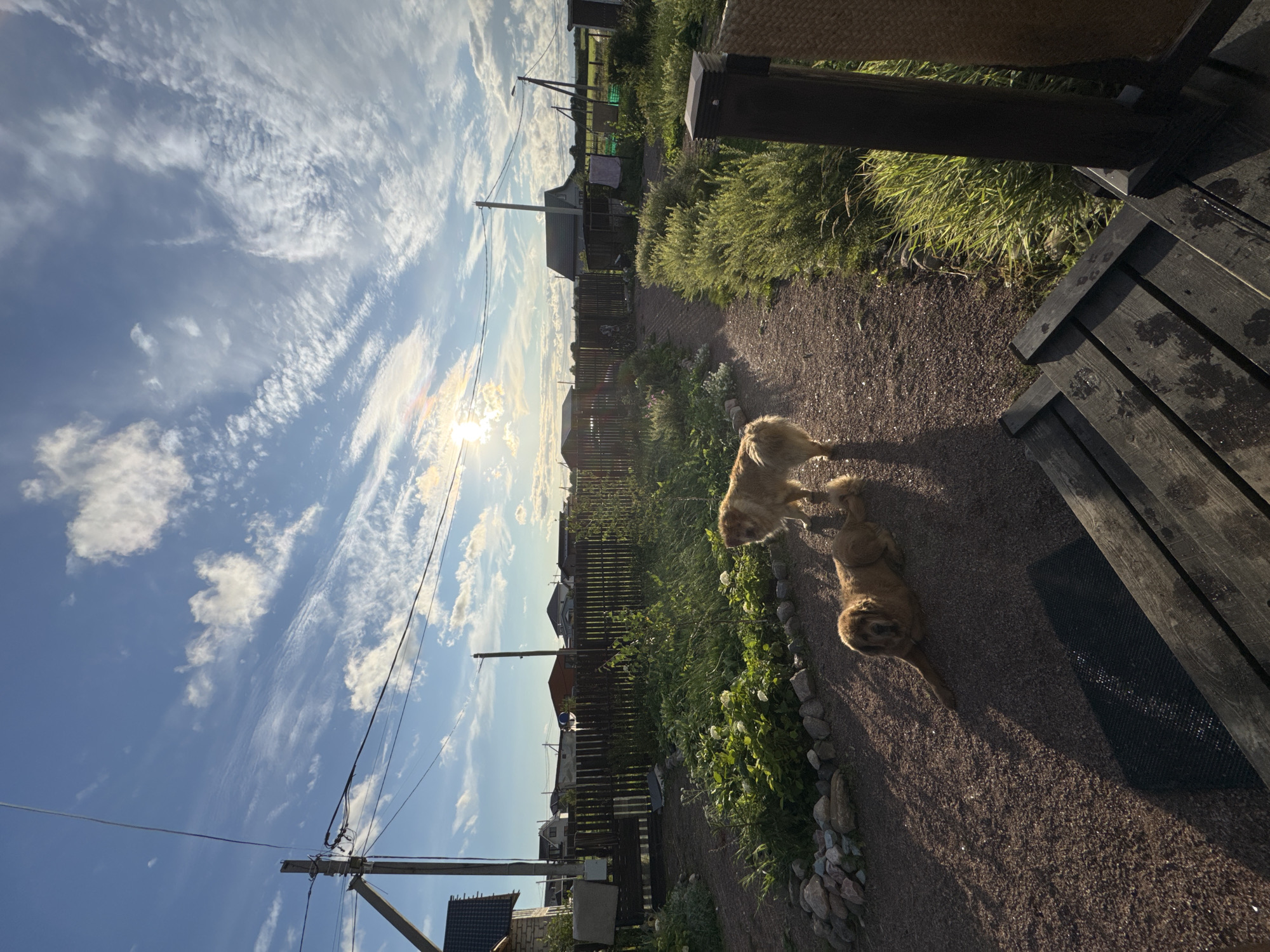 In the city of Kempelevo, Russia, this image depicts a rural backyard scene under a bright, partially cloudy sky. Two golden-colored dogs are the central subjects. One dog lies on a gravel path, its body casting a long shadow. The other dog stands nearby, facing away from the viewer. A garden with green foliage and white flowers is situated to the left, bordered by a low stone wall. A wooden fence runs along the background, separating the yard from several residential buildings. Electrical poles and wires are visible against the sky, indicating utility infrastructure. The foreground features wooden steps and a dark mat. The overall impression is that of a peaceful, sunlit outdoor setting.