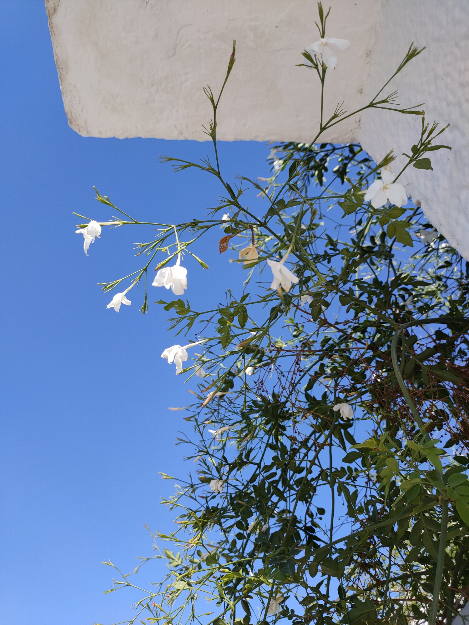 A low-angle shot of white jasmine flowers and vines against a bright blue sky. A textured white architectural element, possibly a wall or overhang, is visible in the upper left portion of the frame, casting a shadow. The flowers are small with delicate petals, and some are in bud. The leaves are green and clustered along the vine-like stems. The scene appears to be outdoors, under clear skies. The location is Unknown, Tunisia.