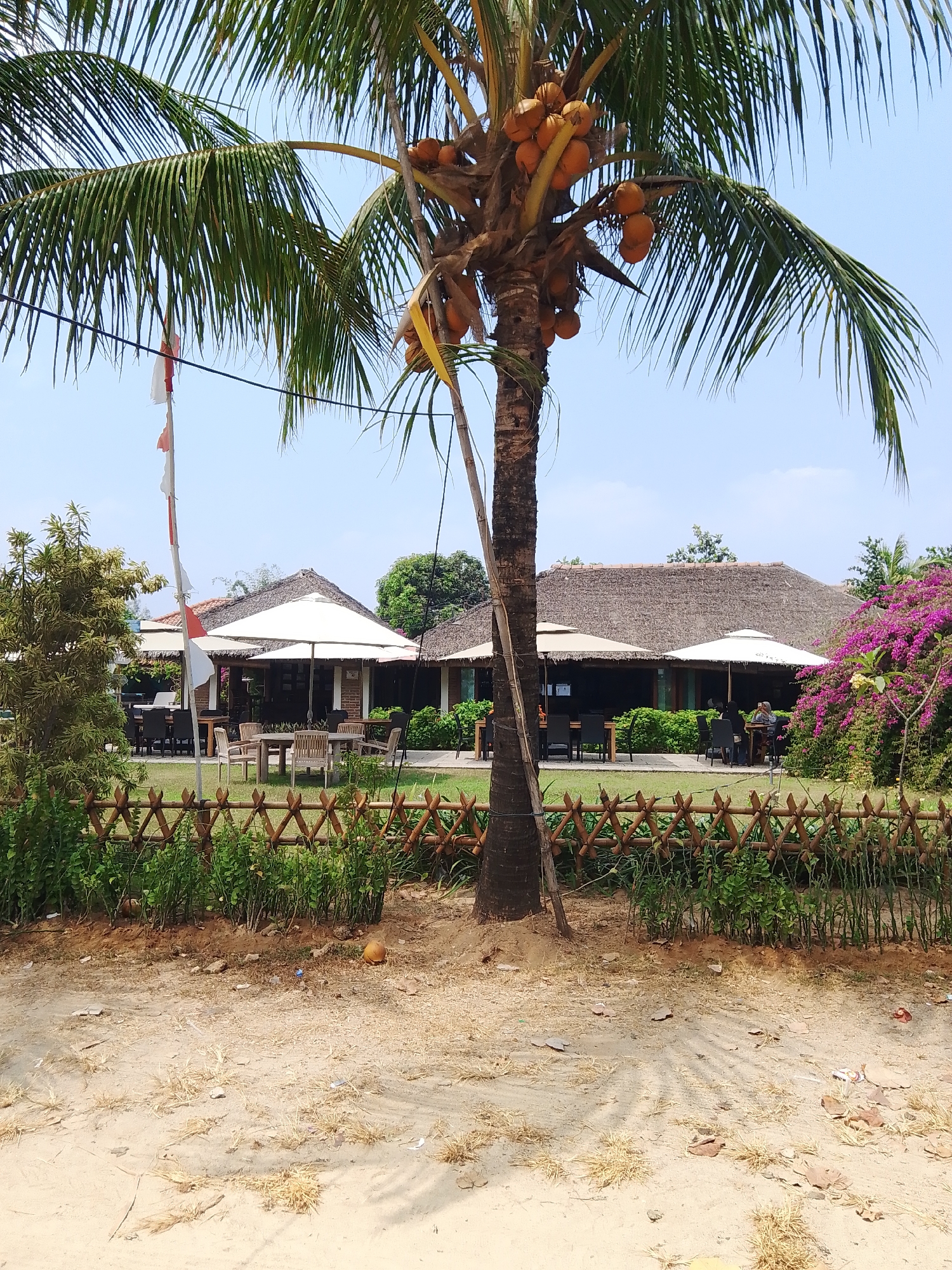 The image depicts an outdoor dining area of a restaurant or resort, likely situated in a tropical location such as Pejagan, Indonesia. A prominent coconut palm tree stands in the foreground, its fronds casting shadows on the sandy ground. The tree bears a cluster of ripe coconuts. Beyond the palm, a thatched-roof building houses an outdoor dining space with tables and chairs set up under large white umbrellas. In the background, lush greenery and vibrant purple bougainvillea flowers provide a colorful contrast to the natural tones of the building and the sand. A bamboo fence encloses a grassy area in front of the dining space. The sky is clear and blue. The scene suggests a relaxed and pleasant atmosphere, ideal for outdoor dining and leisure.
