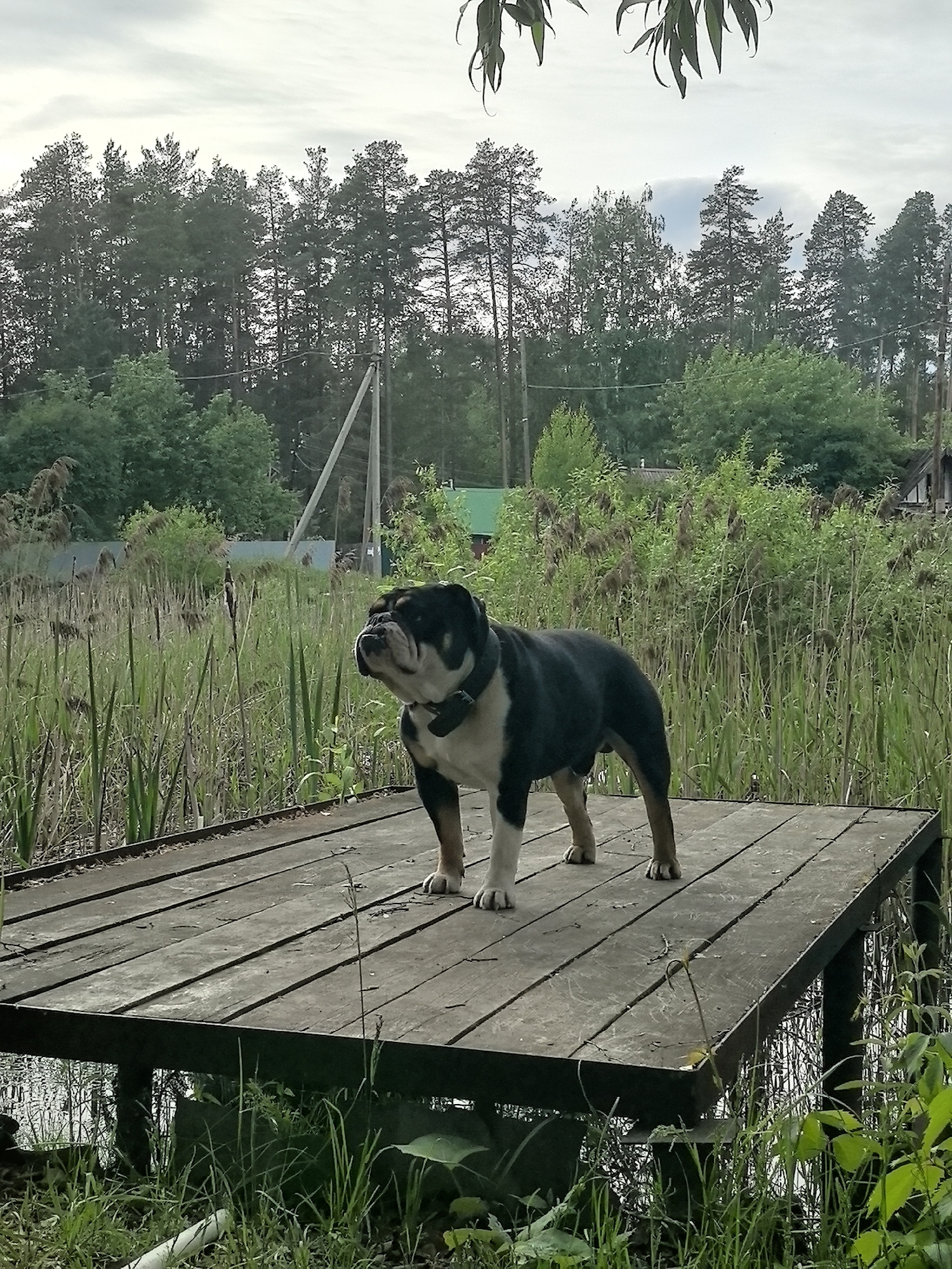 A black and white English Bulldog stands on a wooden dock in a marshy area near Noviy, Russia. The dog wears a collar and is looking to the left. The dock appears to float on the water, which is surrounded by tall grass and reeds. In the background, there are trees and a power pole. Part of a building is visible among the greenery. The sky is overcast.
