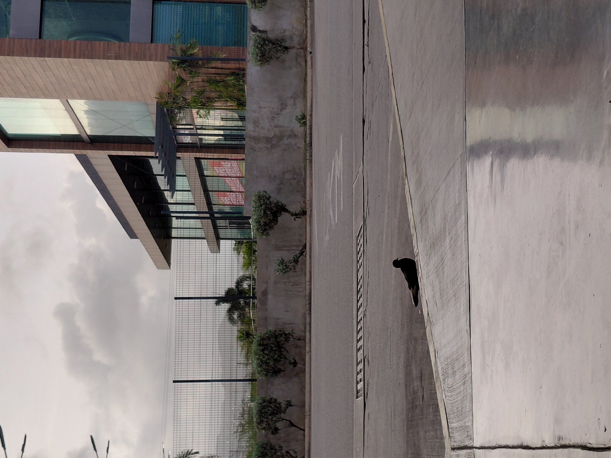 A pigeon is perched on a concrete ledge next to a street in Juan Griego, Venezuela. The pigeon is silhouetted against the pavement and is facing to the right. In the background, a modern building with glass windows and a tan facade stands. A chain-link fence separates the street from the building and some manicured bushes. The sky is overcast.