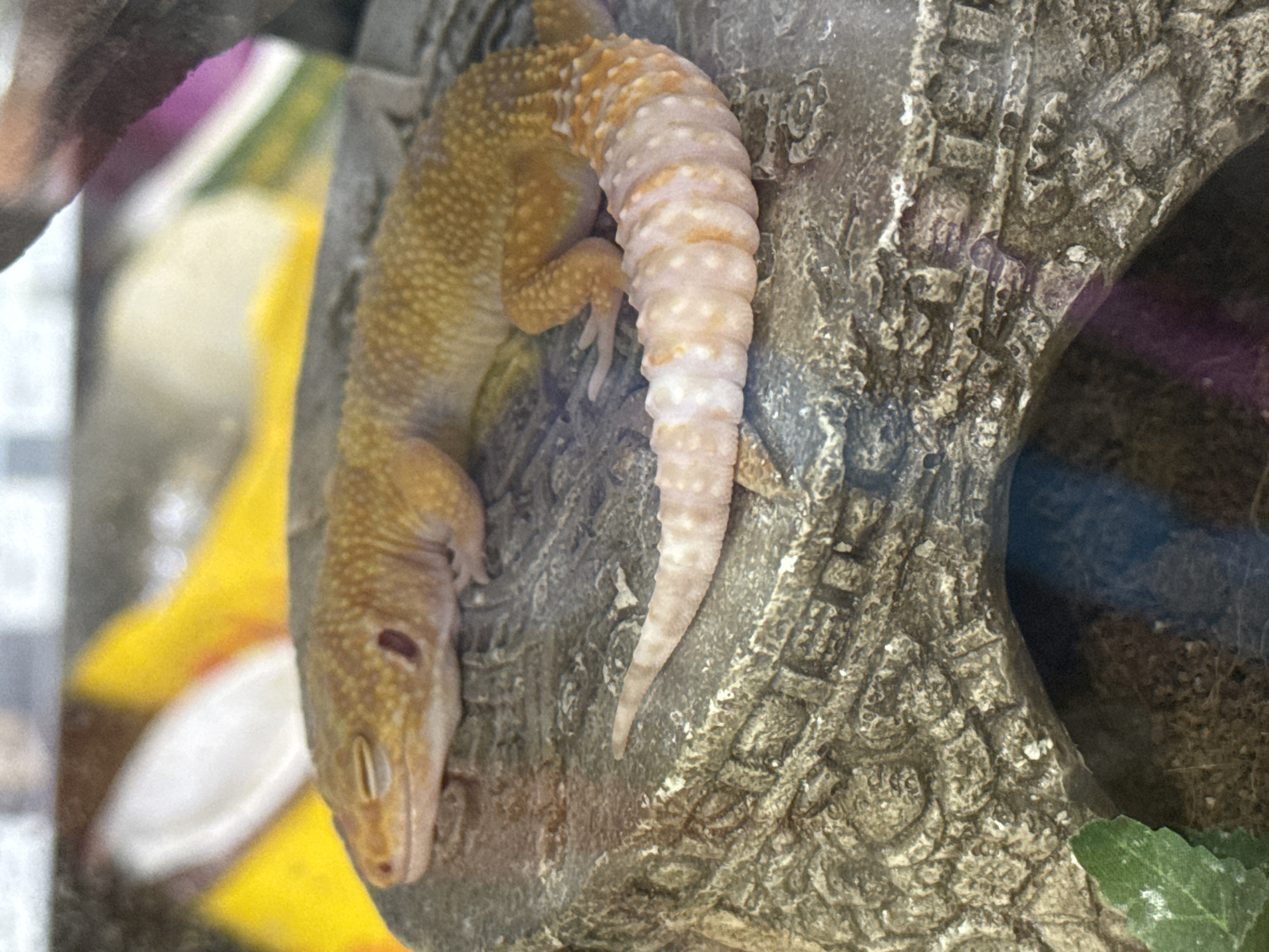 A leopard gecko is clinging to the side of a grey, artificial rock structure. The gecko has a yellow body with small brown spots, and its tail is white with pale brown rings. The rock structure has an opening on the right side of the image. The background is out of focus, but there appear to be objects with yellow, white, and purple colors.