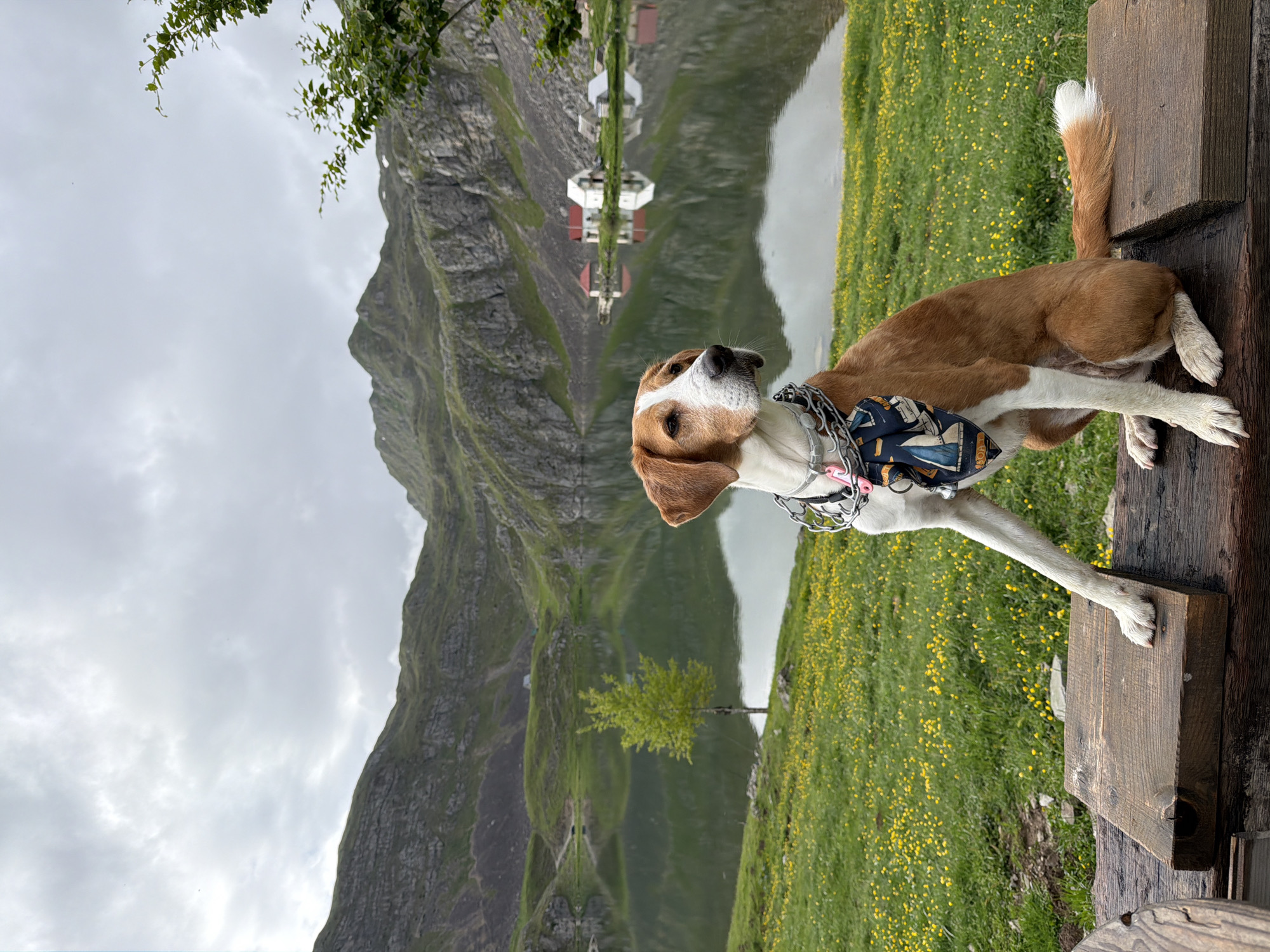 The image depicts a serene mountainous landscape featuring a dog on a wooden structure. The main subject is a medium-sized dog with brown and white fur, appearing to be a hound mix. It is sitting or resting on a rustic wooden bench or platform, with its front paws on the wood and its head slightly raised, looking attentively towards the viewer's left. The dog wears a collar with a metal chain and a blue bandana patterned with small boats.
Behind the dog, a lush green meadow stretches, dotted abundantly with small yellow wildflowers. A calm lake occupies the midground, flawlessly reflecting the towering, green-covered mountains that dominate the background. The reflection in the lake also shows a small, white building with a red roof on the distant shore, and a solitary green tree. The sky above is overcast with grey clouds, indicating a cloudy daytime setting, which provides soft, even lighting across the scene. A leafy branch extends into the upper left corner of the frame. The overall impression is one of tranquility and natural beauty, characteristic of a mountain lake environment like Kapetanovo Jezero, Montenegro. No people are visible, and there is no discernible text on the dog's accessories or in the environment.