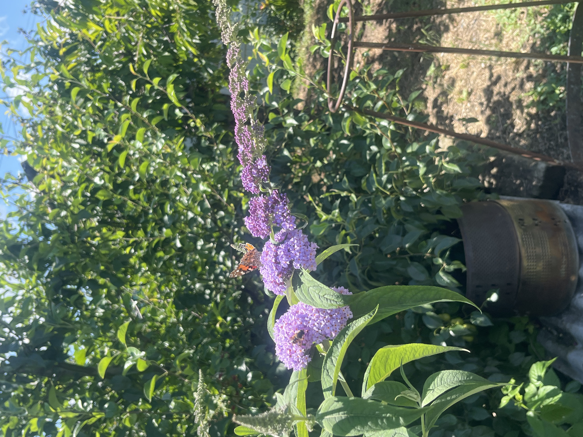 In Tikhoretsk, Russia, a butterfly and a bee are visible on a blooming purple flower cluster in a garden. The butterfly, with orange and black markings, is perched on the upper right section of the flower. A bee, also on the flower, is situated on the lower left. The purple flowers are part of a larger plant with green leaves and a tall spike of unopened buds. In the background, a dense green hedge forms a backdrop, with the sky visible above. To the right, a rustic metal garden stake with a circular top stands partially obscured by foliage. In the lower foreground, a weathered metallic pot is visible. The scene depicts a sunny day in a natural setting.