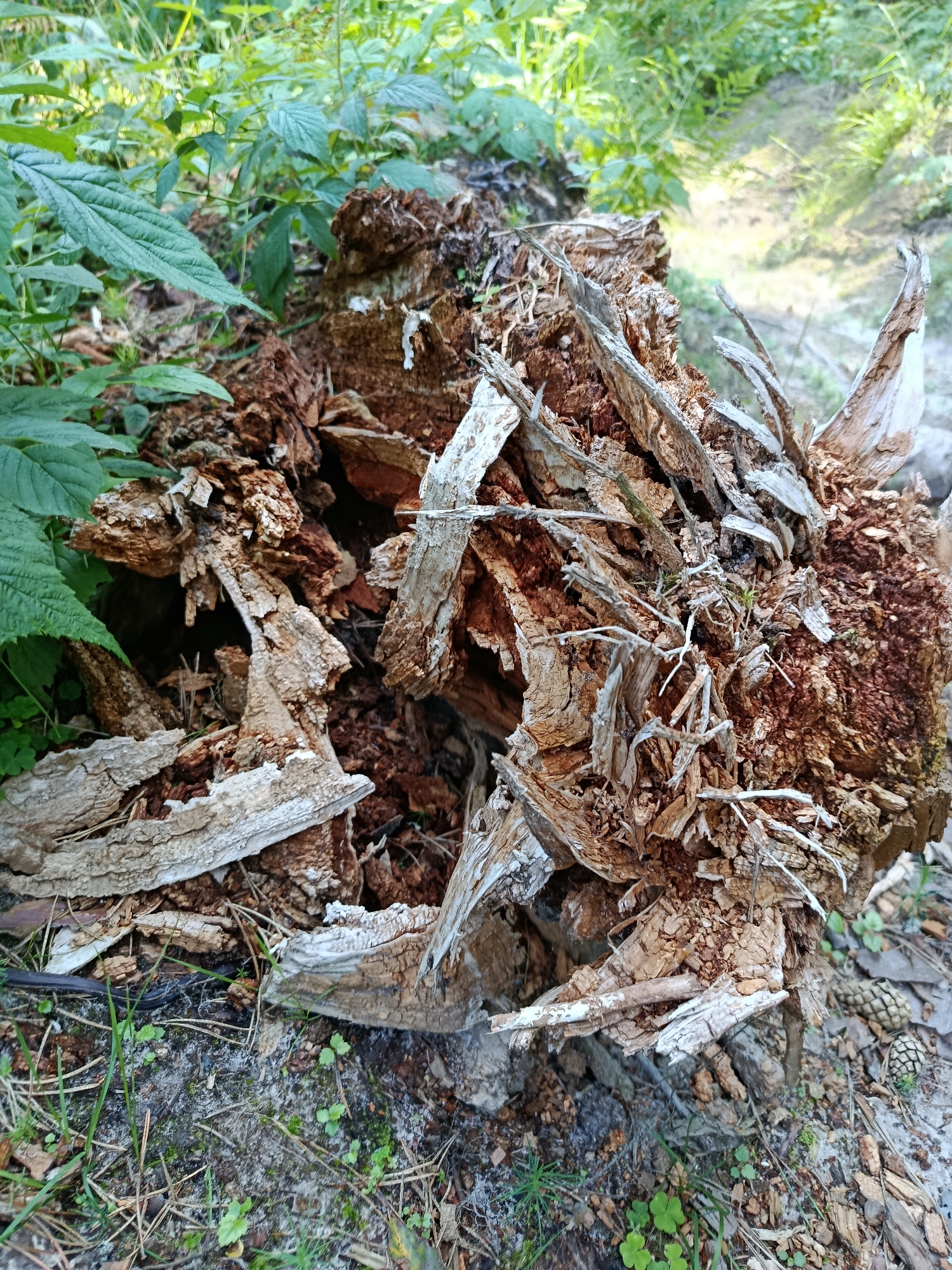 The image depicts the decaying remains of a tree stump in a wooded area, likely Borduki, Russia. The stump is heavily weathered and fragmented, with dry, splintered wood protruding outwards. Several large, pale pieces of bark lie scattered around the base. Green foliage, possibly raspberry bushes, surrounds the stump, indicating a natural, overgrown environment. The ground is covered in pine needles, loose soil, and small green sprouts. Two pinecones are visible on the right side of the frame, adding to the forest floor detail. The lighting suggests it is daytime with dappled sunlight filtering through the trees. No people or animals are present in the image.