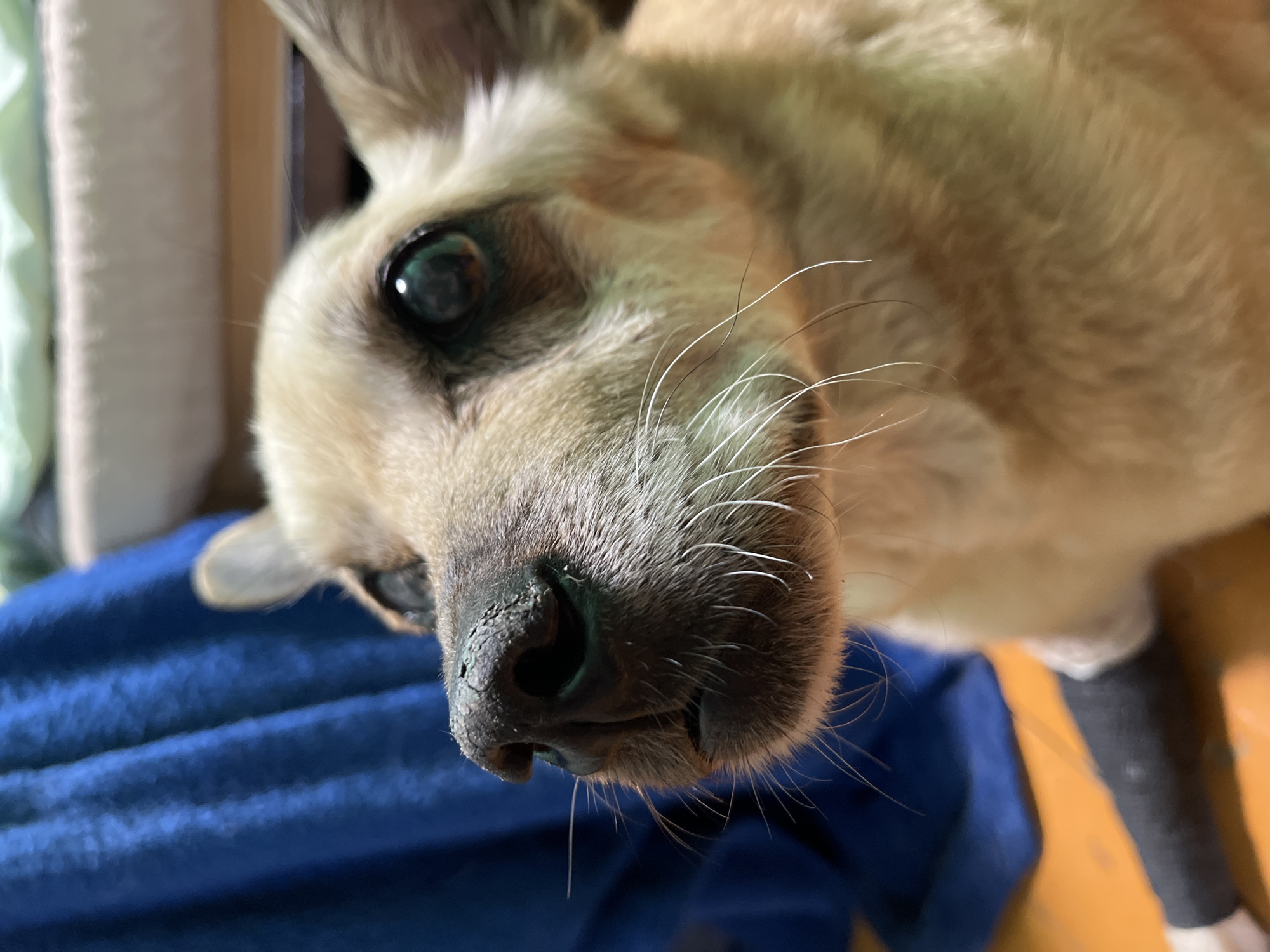 This is a close-up, low-angle, eye-level shot of a tan-colored dog, possibly a chihuahua mix, indoors. The dog's head is turned to the left, with its nose and right eye prominently featured. The dog's nose appears dry and cracked. Its right eye is large and dark with a greenish reflection. The dog has long white whiskers. A black wrap or bandage is visible on its front left leg, partially obscured by its fur. In the background, a bright blue fabric, possibly a blanket or curtain, is draped. A light-colored surface, possibly a bed or cushion, is visible above the dog. The floor appears to be made of orange wood. The scene is well-lit, possibly by artificial light. The image does not contain any identifiable landmarks or context to suggest it is located in Nizhny Tagil, Russia.